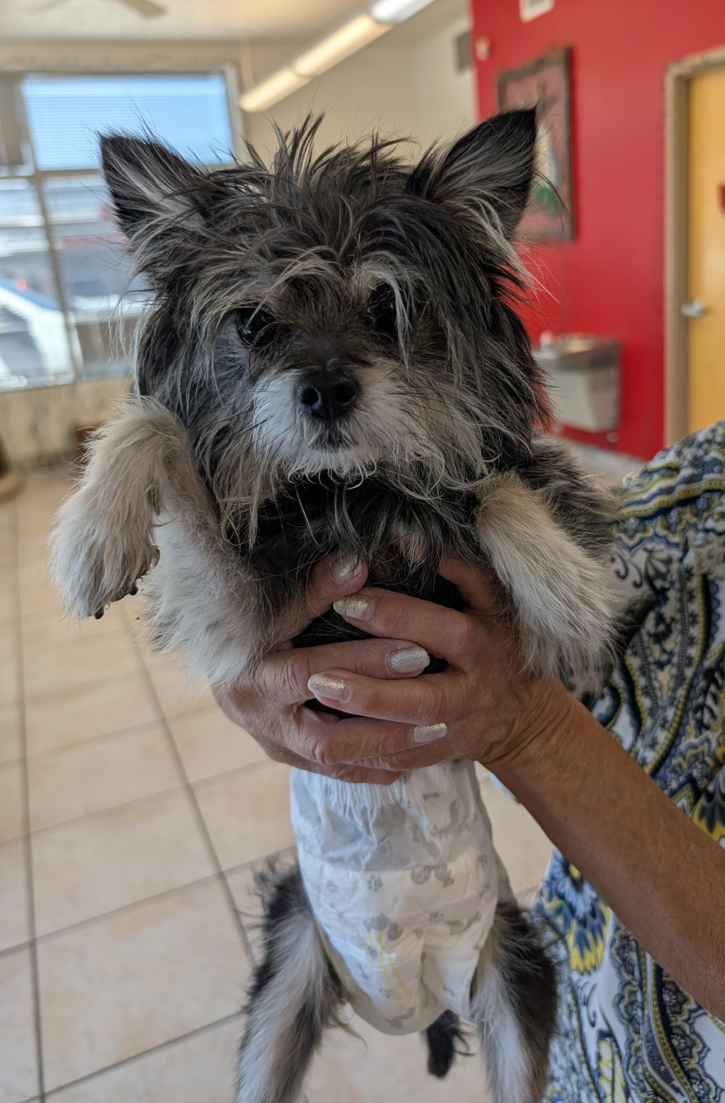 Enlarge Palusa, a ADOPTABLE mixed breed in Albuquerque, NM image 2/2