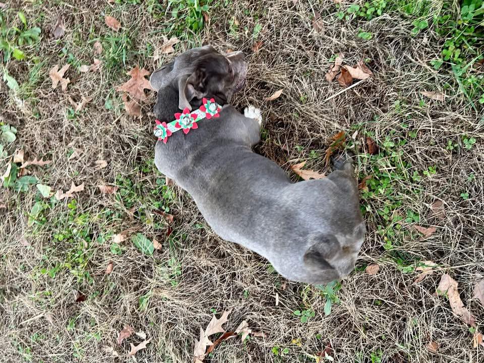 Enlarge Nugget, an adopted mixed breed in Hartwell, GA image 3/4