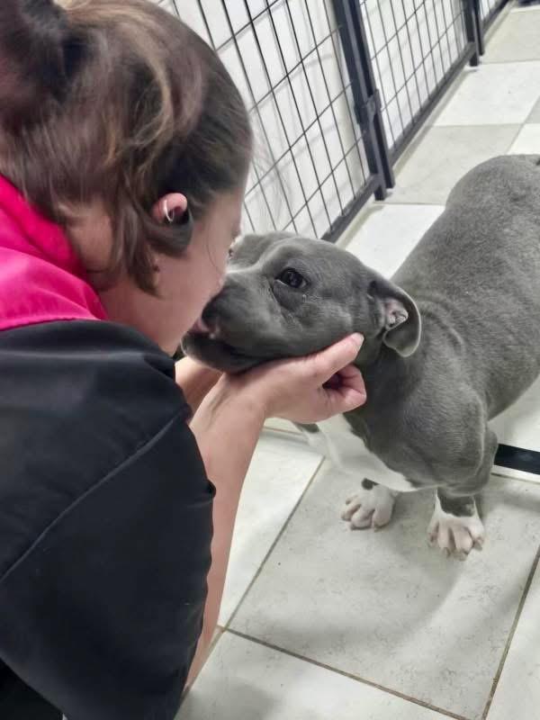 Nugget, adopted, Adult Female English Bulldog & American Staffordshire Terrier.