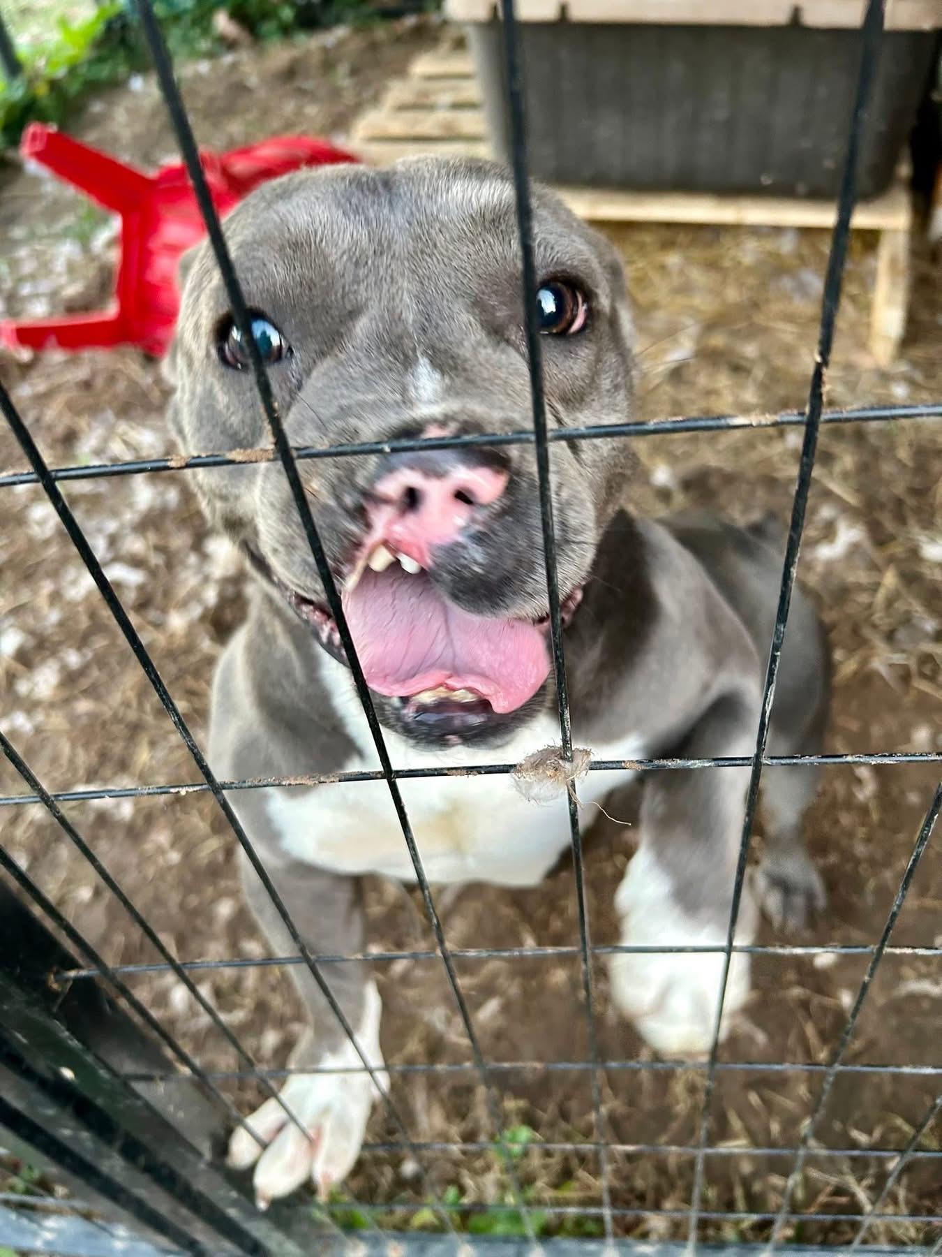 Enlarge Nugget, an adopted mixed breed in Hartwell, GA image 4/4