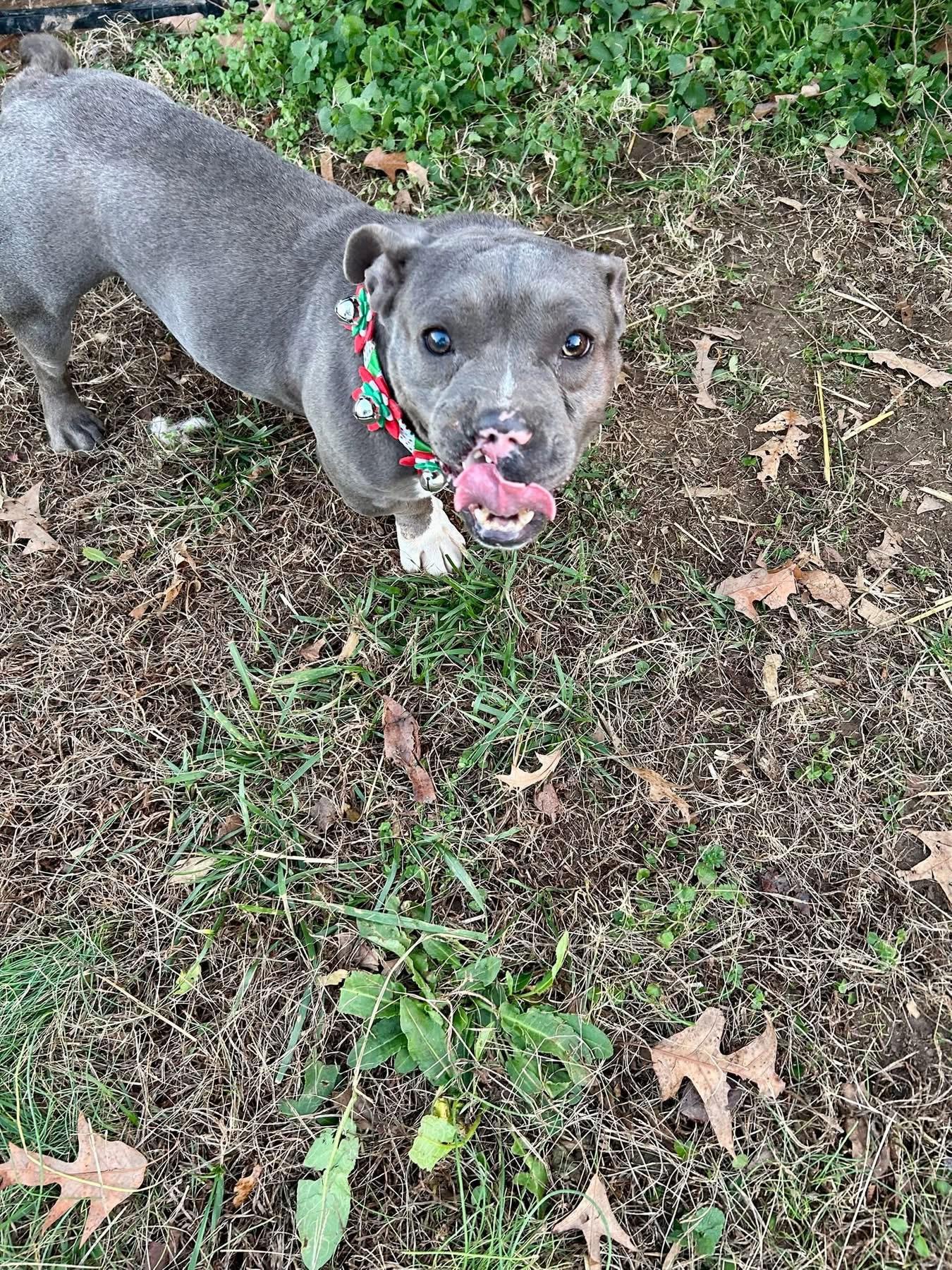 Enlarge Nugget, an adopted mixed breed in Hartwell, GA image 2/4