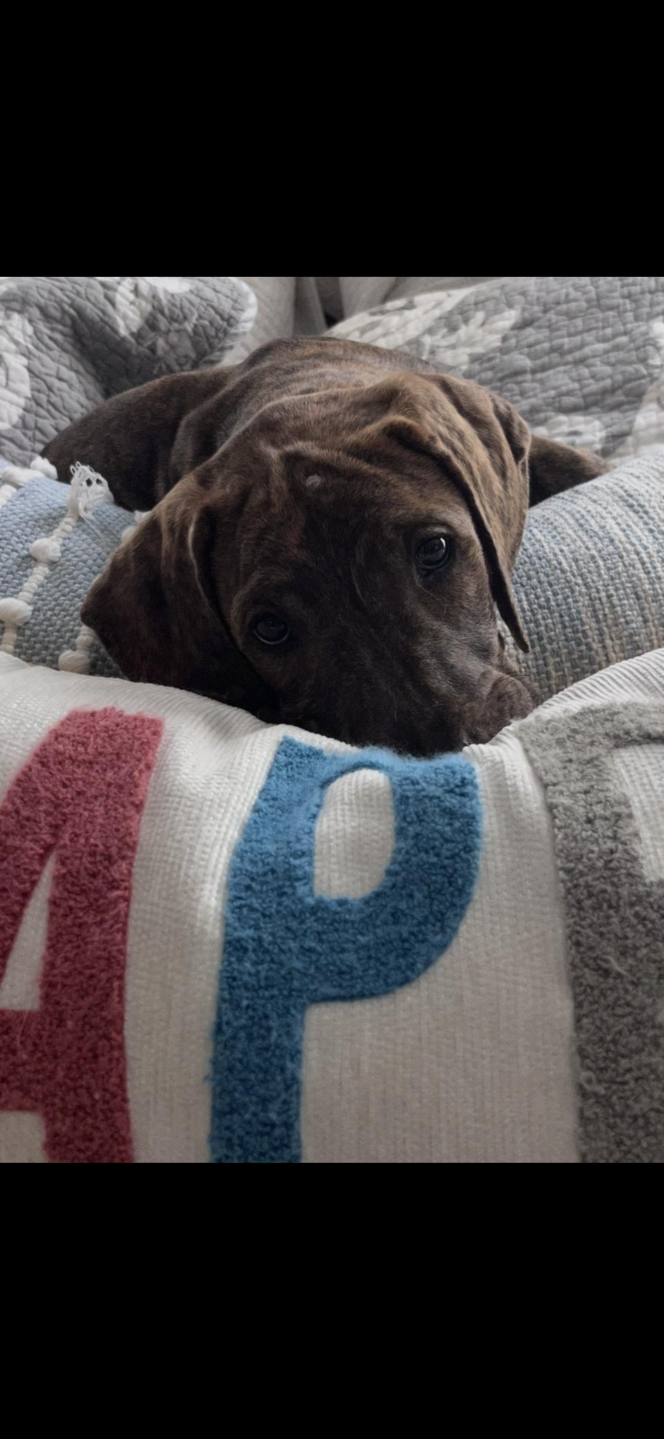 Enlarge Lane, a Adoptable mixed breed in Pensacola, FL image 2/4