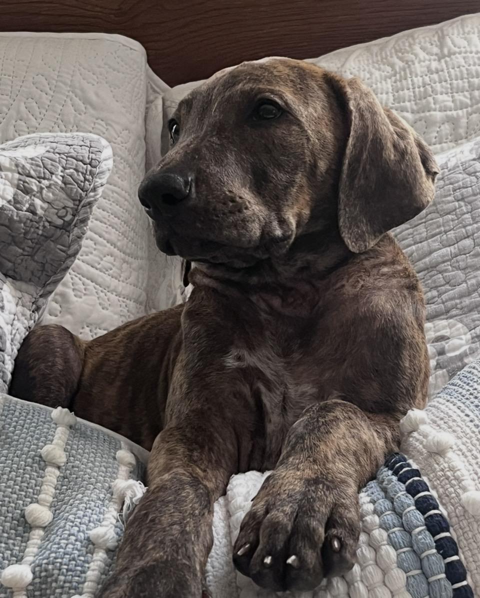Enlarge Lane, a Adoptable mixed breed in Pensacola, FL image 3/4