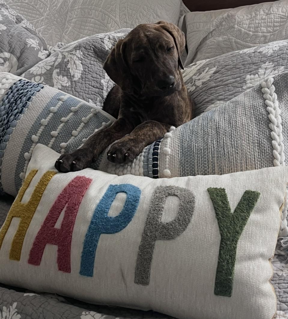 Lane, Adoptable, Puppy Male Plott Hound & Terrier.