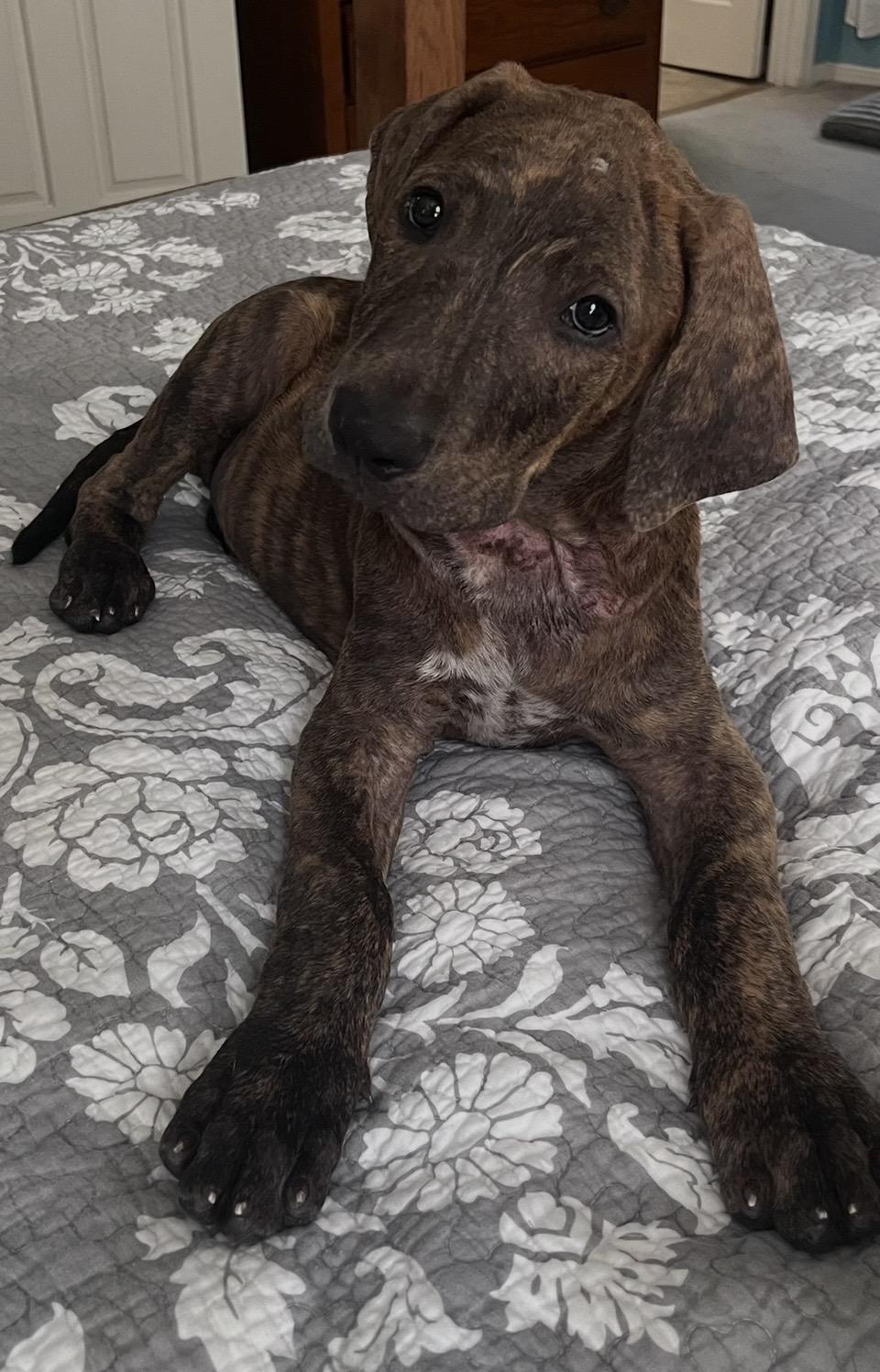 Enlarge Lane, a Adoptable mixed breed in Pensacola, FL image 4/4