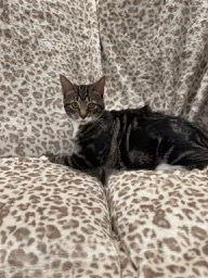 Calphalon, a Adoptable mixed breed in Social Circle, GA image 1/2