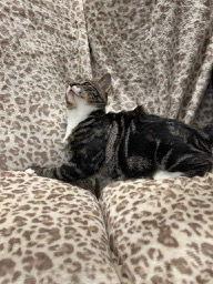 Calphalon, a Adoptable mixed breed in Social Circle, GA image 2/2