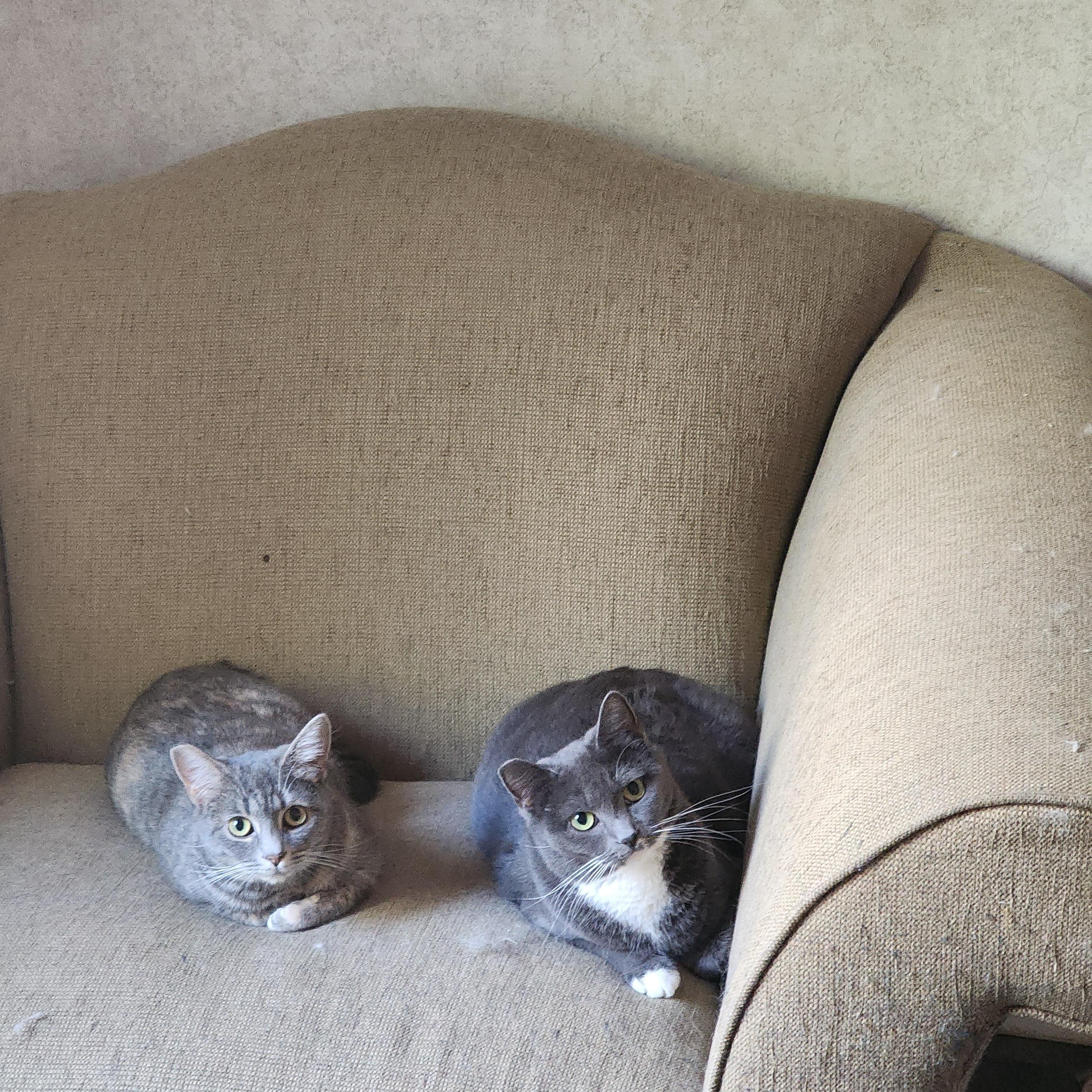 Enlarge Tabitha, a Adoptable Domestic Short Hair in Hickory, NC image 2/4