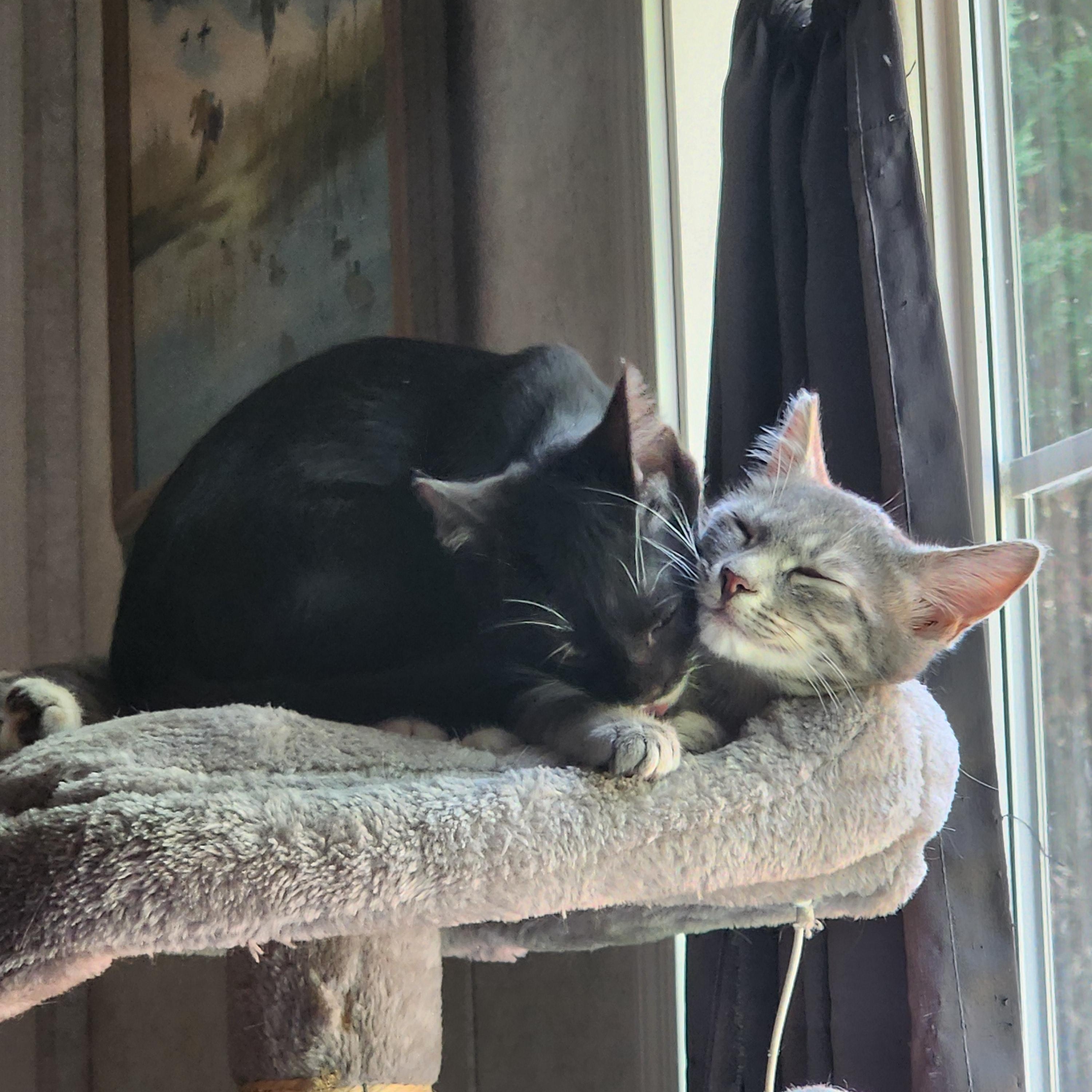 Tabitha, a Adoptable Domestic Short Hair in Hickory, NC image 4/6