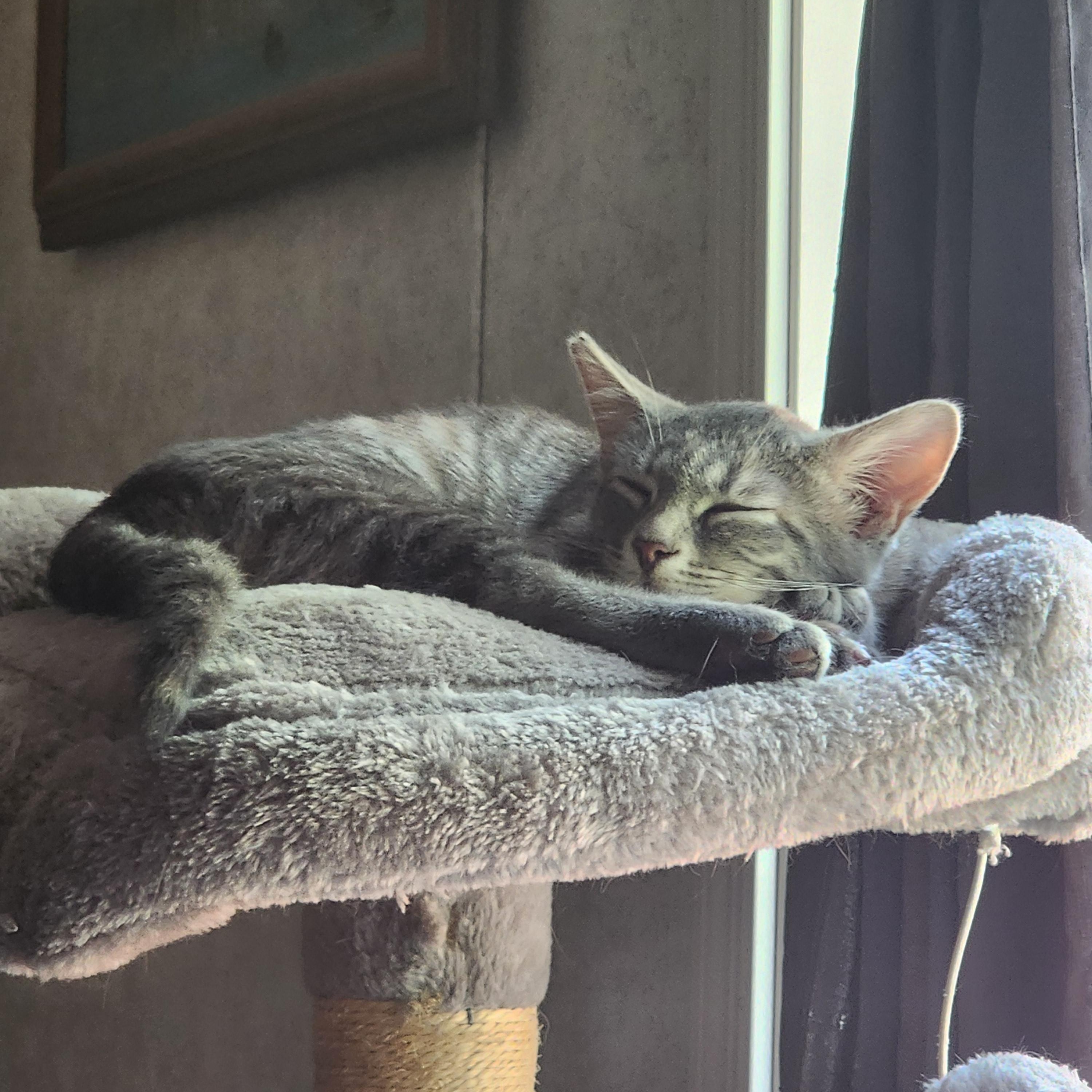 Tabitha, a Adoptable Domestic Short Hair in Hickory, NC image 6/6