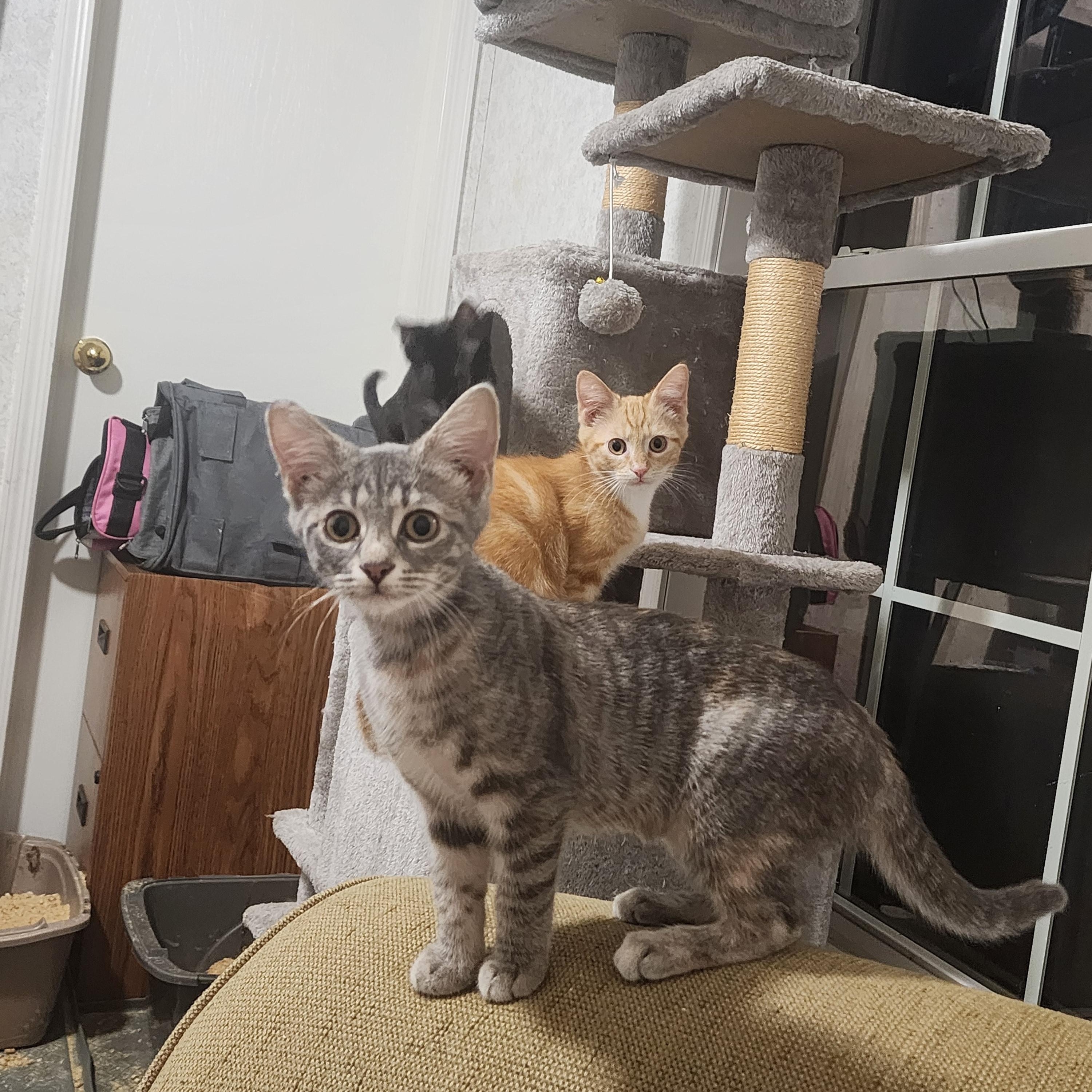 Tabitha, a Adoptable Domestic Short Hair in Hickory, NC image 3/6