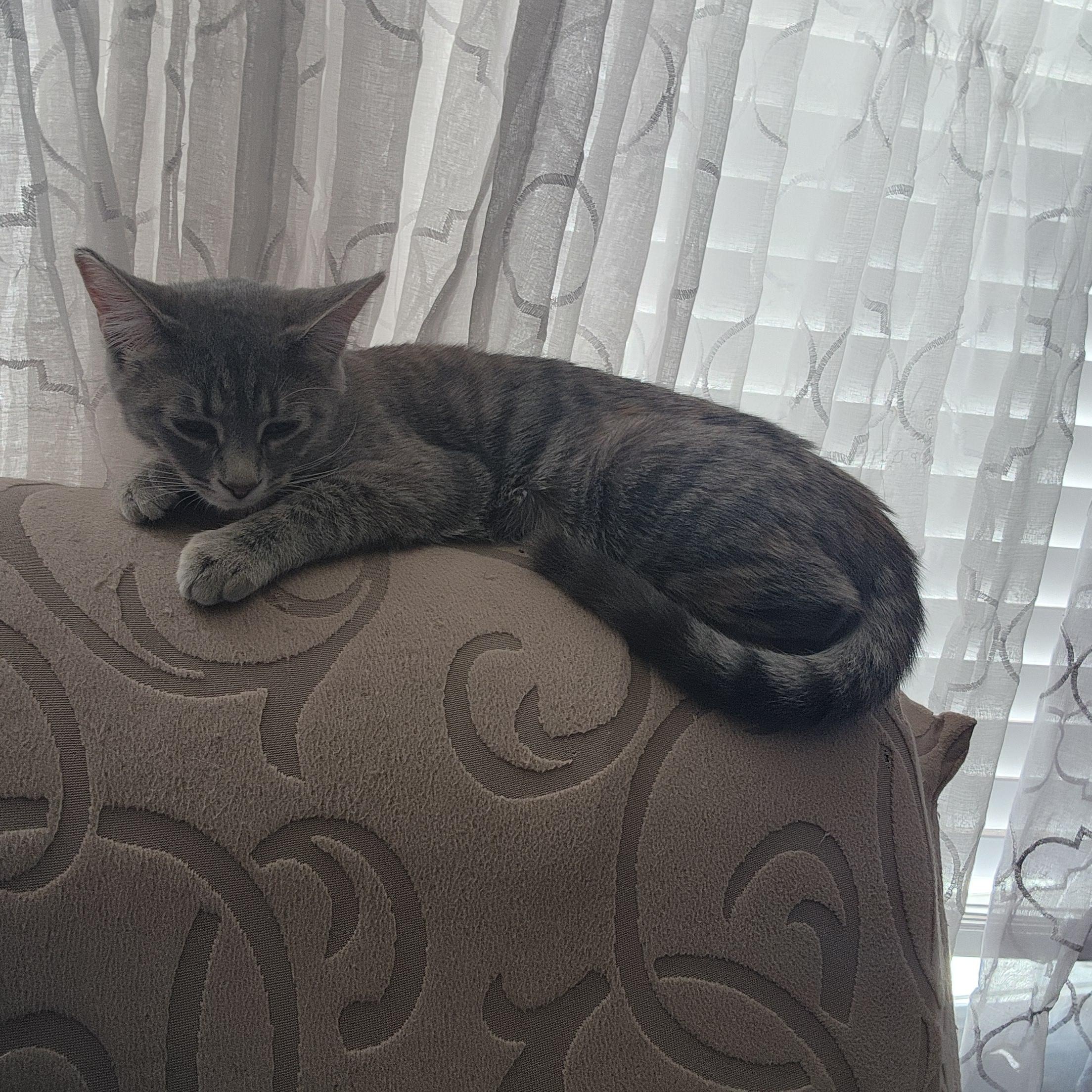 Tabitha, Adoptable, Kitten Female Domestic Short Hair.