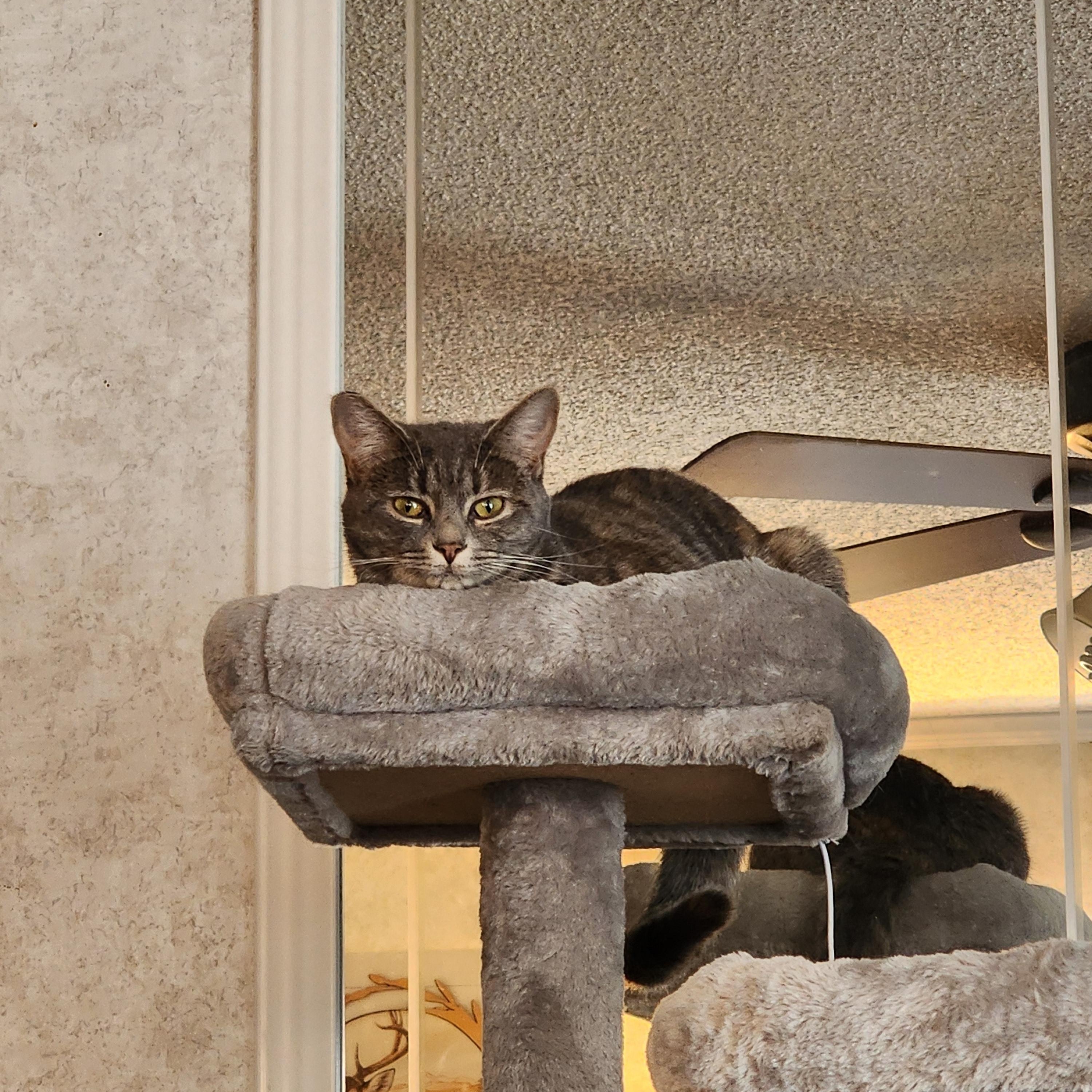 Enlarge Tabitha, a Adoptable Domestic Short Hair in Hickory, NC image 3/4