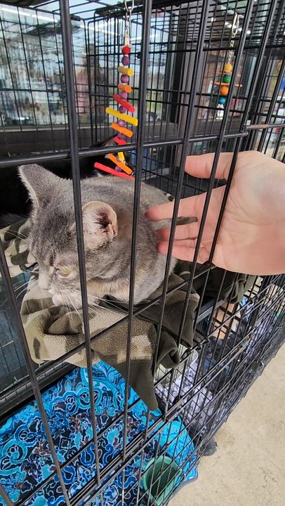 Enlarge Tabitha, a Adoptable Domestic Short Hair in Hickory, NC video 6/6