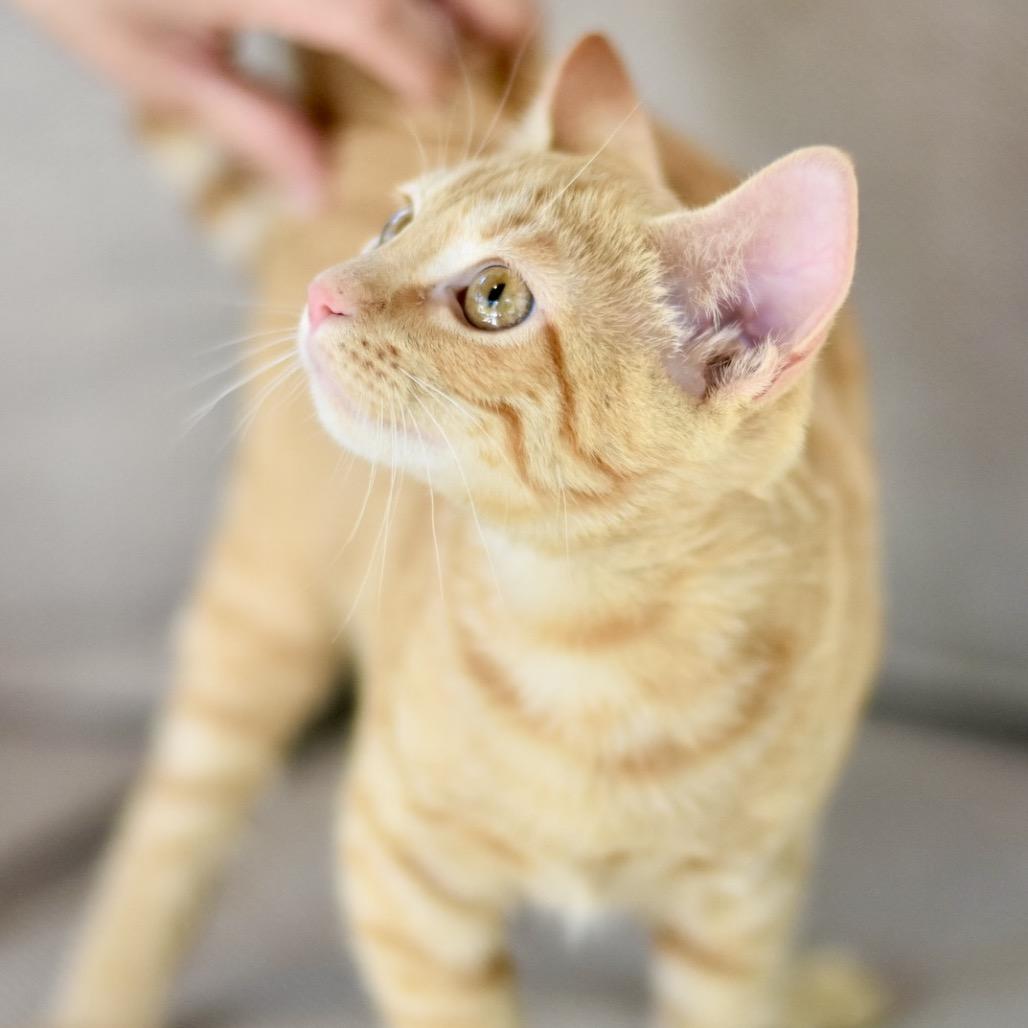 Enlarge Kaila, a Adoptable Tabby in Waco, TX image 2/6