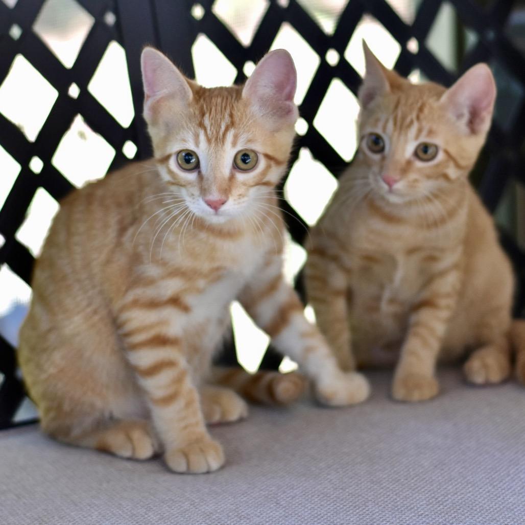 Enlarge Kaila, a Adoptable Tabby in Waco, TX image 6/6