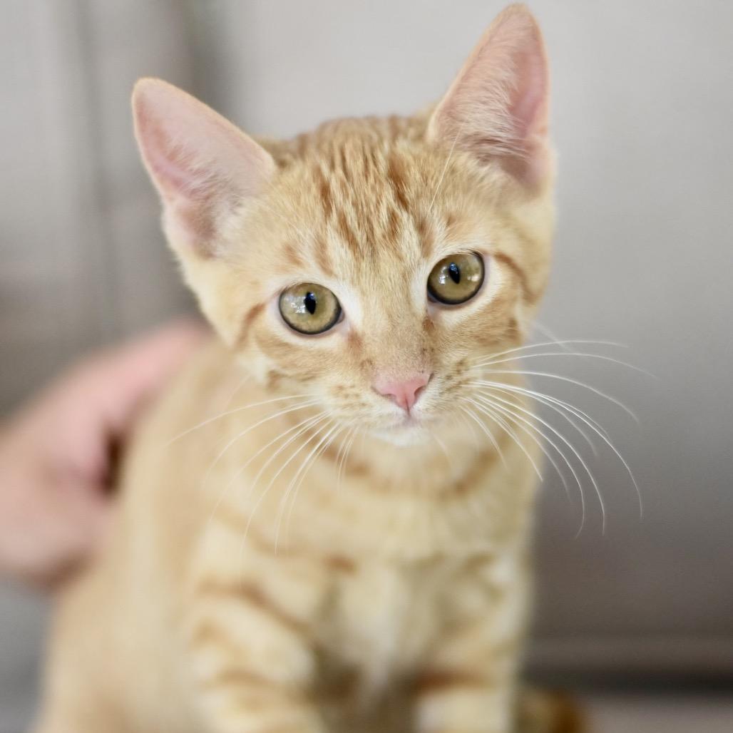 Kaila, Adoptable, Kitten Female Tabby.