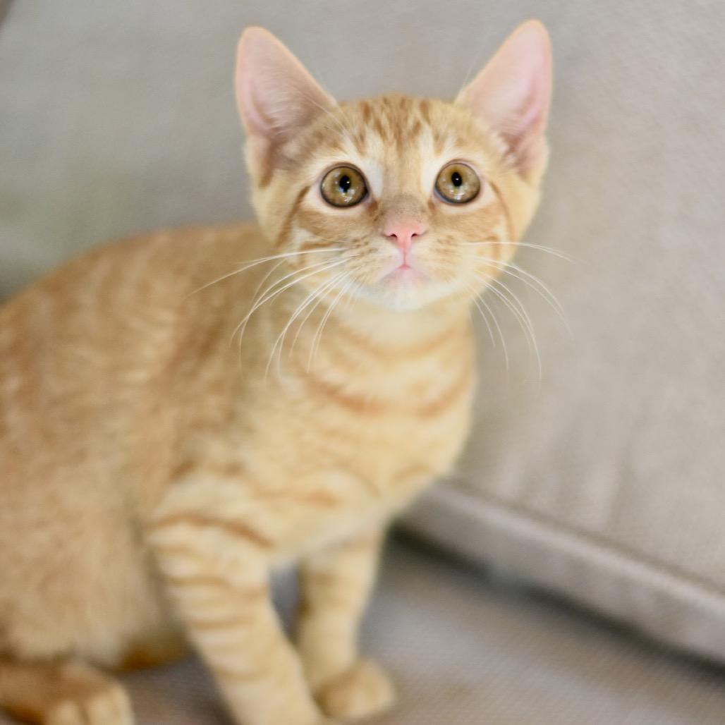 Enlarge Kaila, a Adoptable Tabby in Waco, TX image 3/6