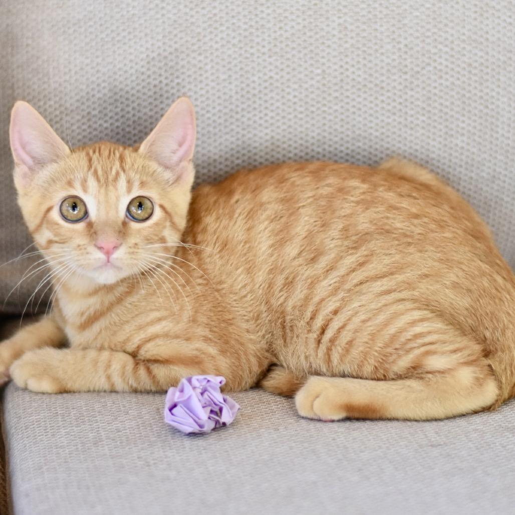 Enlarge Kaila, a Adoptable Tabby in Waco, TX image 4/6