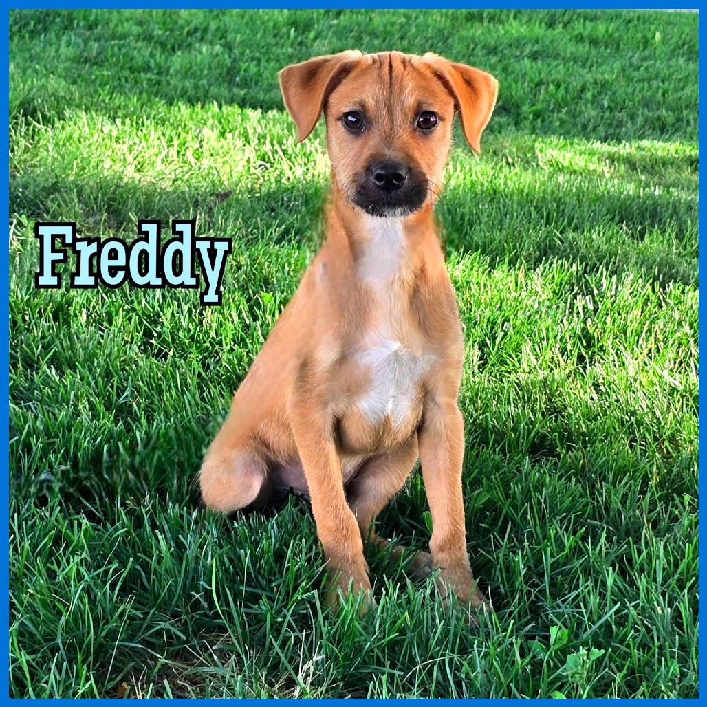 Enlarge Freddy, a Adoptable Mixed Breed in Joliet, IL image 1/1