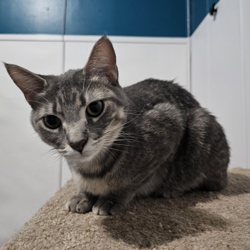 Maple, Adoptable, Young Female Domestic Short Hair.