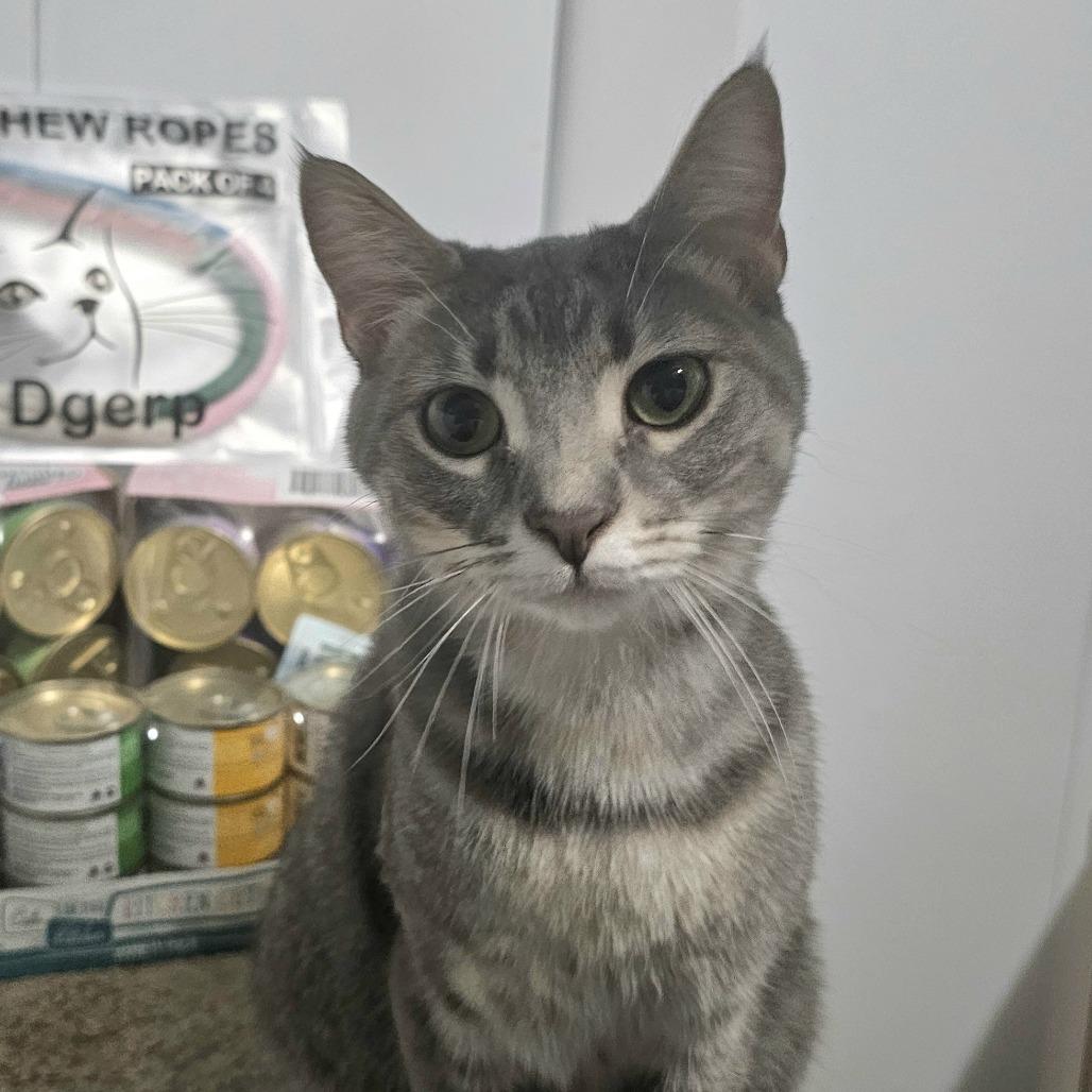 Enlarge Maple, a Adoptable Domestic Short Hair in Danville, IL image 2/4