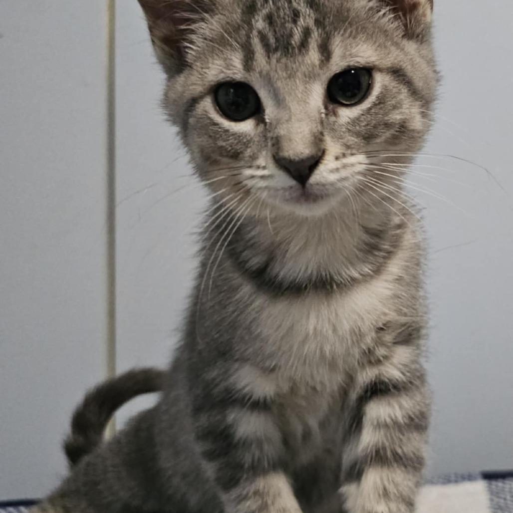 Maple, Adoptable, Young Female Domestic Short Hair.