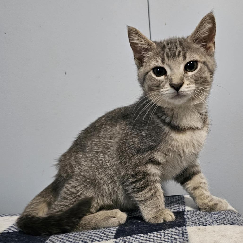 Enlarge Maple, a Adoptable Domestic Short Hair in Danville, IL image 2/2