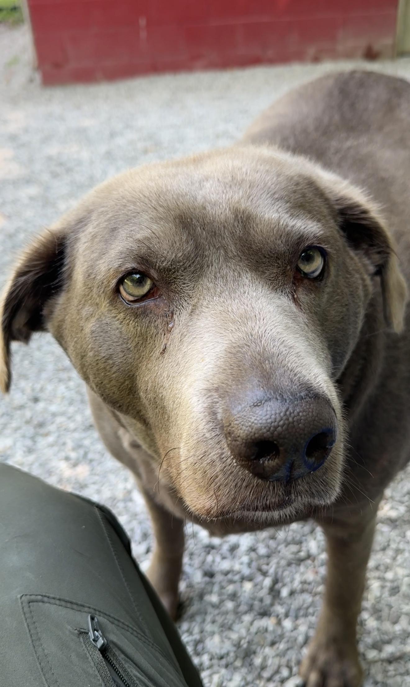 Enlarge Chloe Bug, a Adopted mixed breed in Ona, WV image 2/3