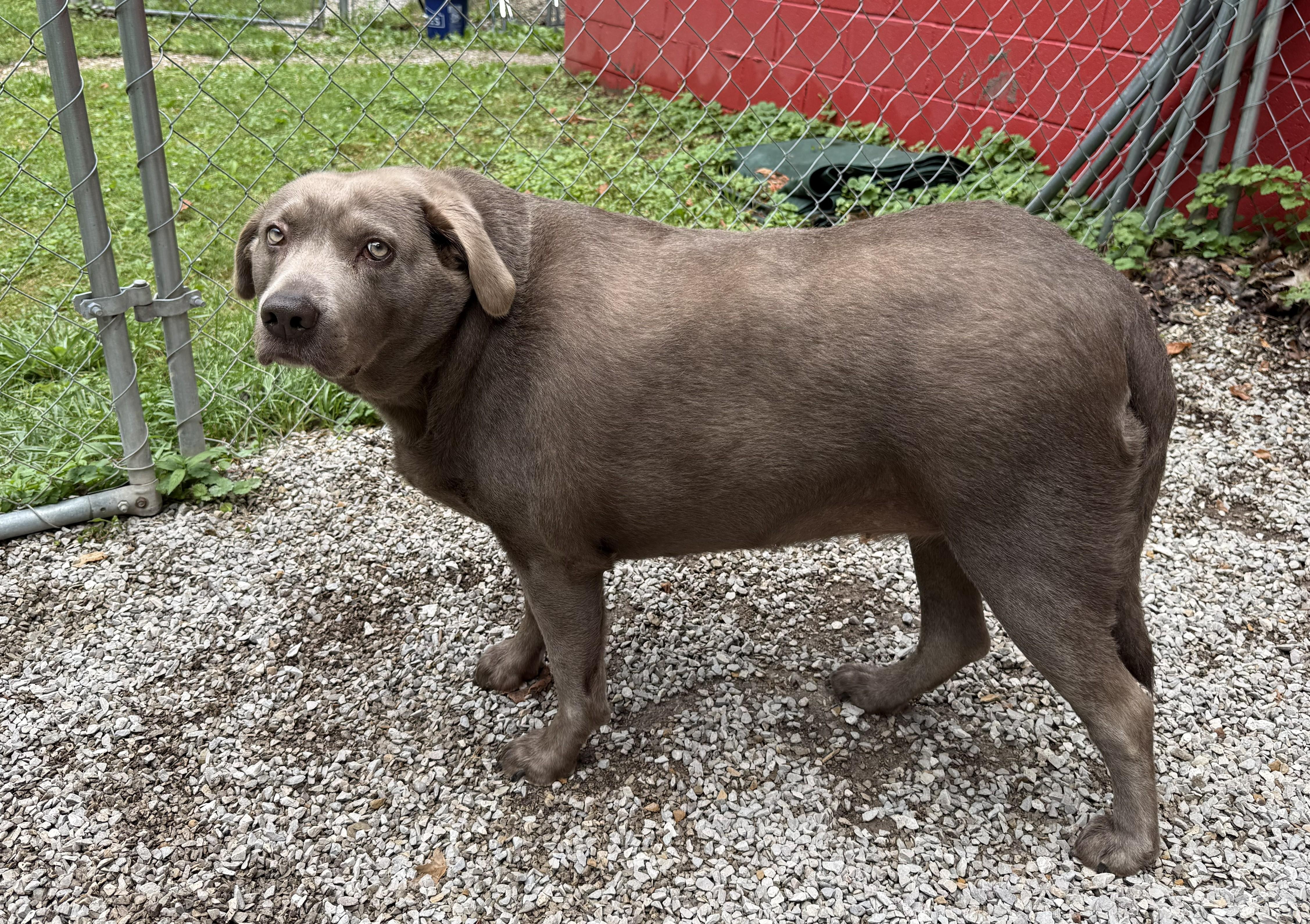 Enlarge Chloe Bug, a Adopted mixed breed in Ona, WV image 3/3