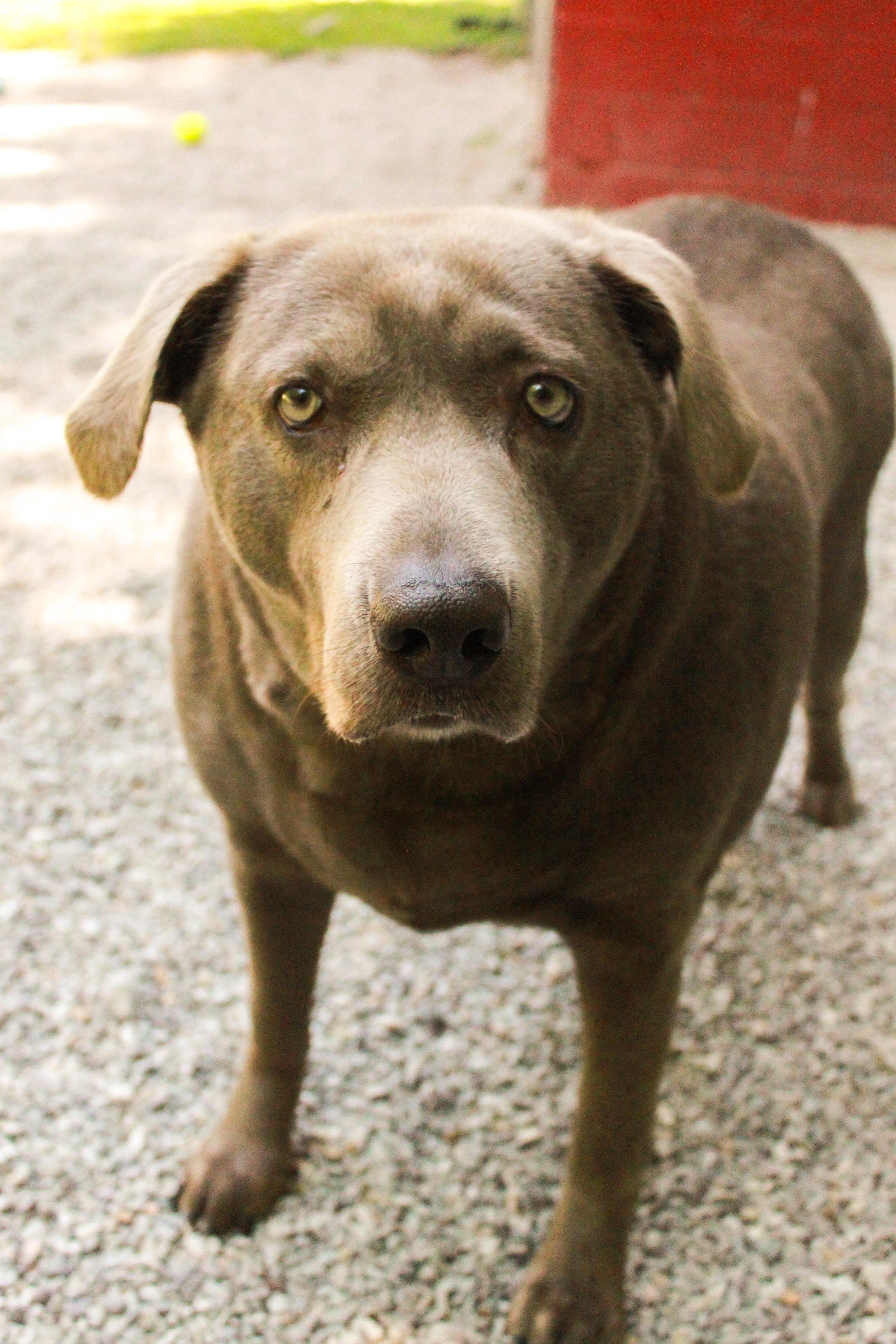 Chloe Bug, Adopted, Adult Female Labrador Retriever & Weimaraner.