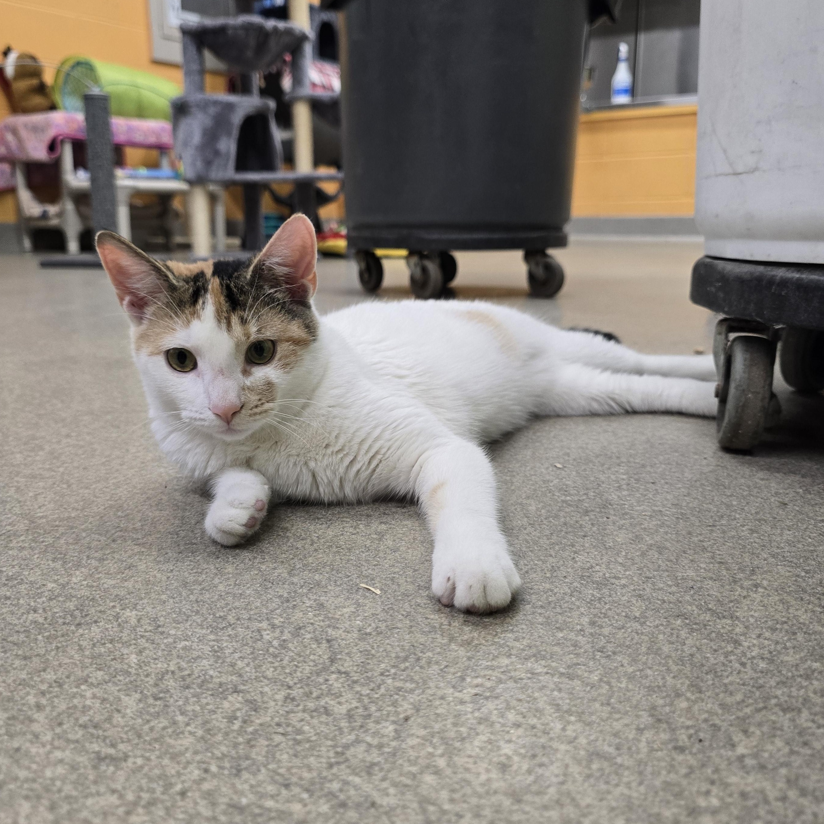 Holly, ADOPTABLE, Young Female Domestic Short Hair.