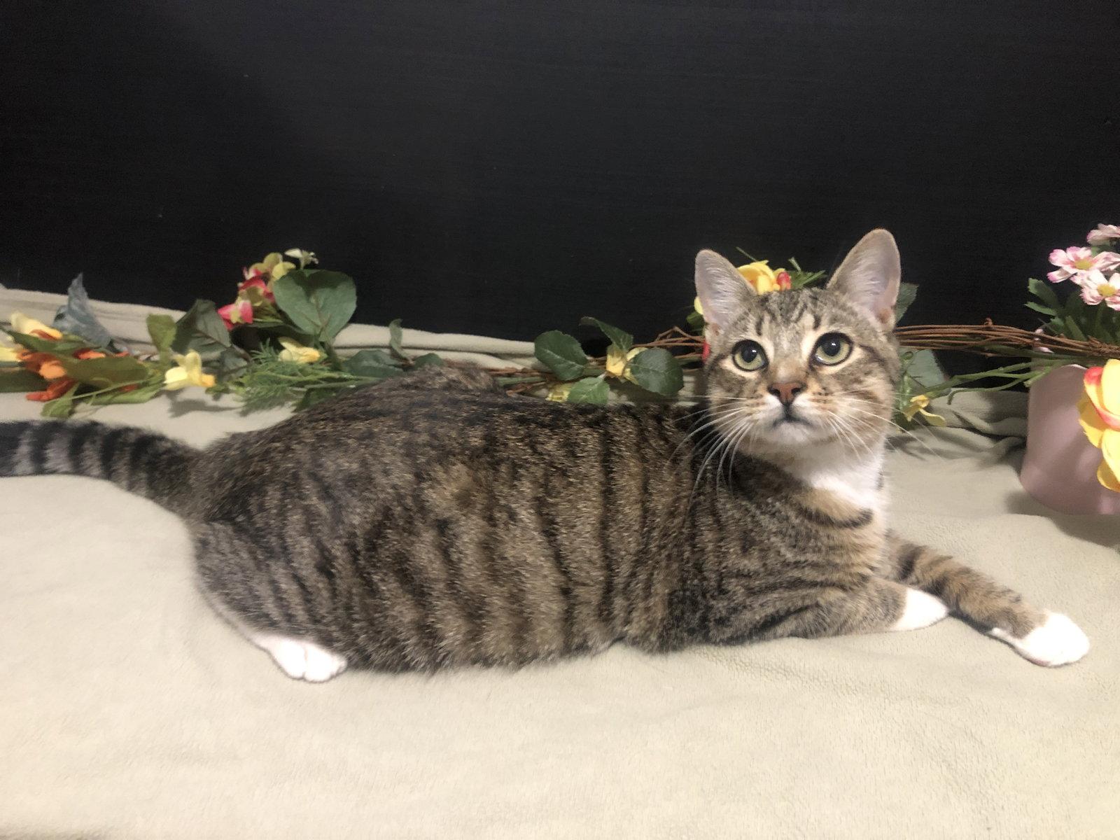 Waffle, Adopted, Young Male Tabby & Domestic Short Hair.