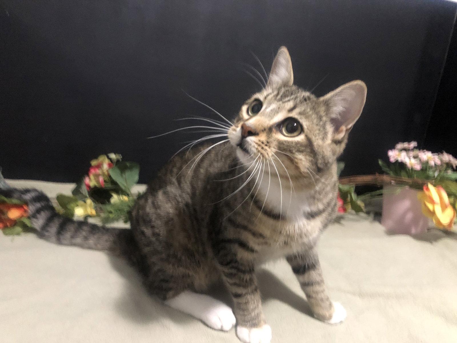 Enlarge Waffle, a Adopted mixed breed in Fayetteville, GA image 2/3