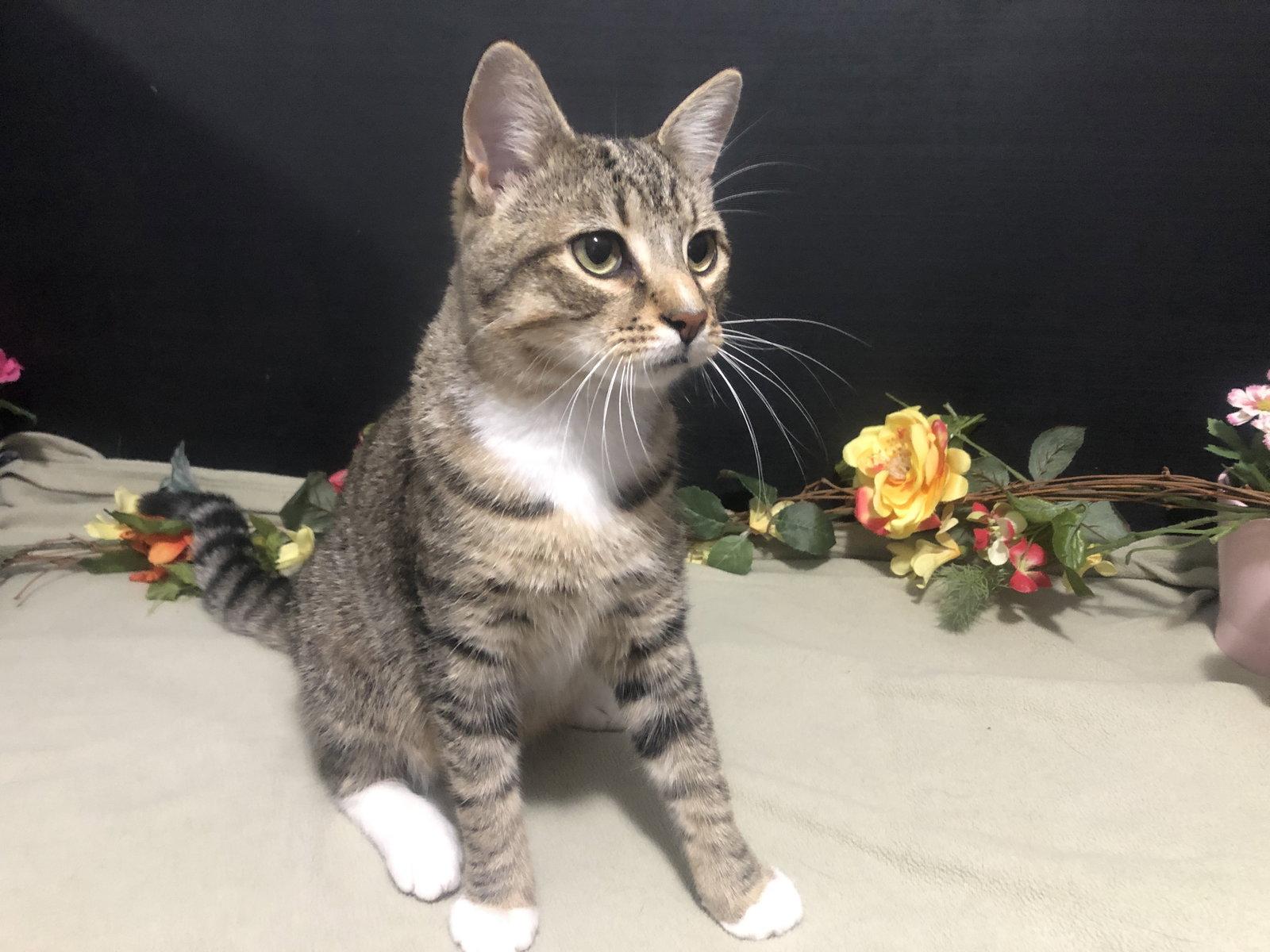 Enlarge Waffle, a Adopted mixed breed in Fayetteville, GA image 3/3