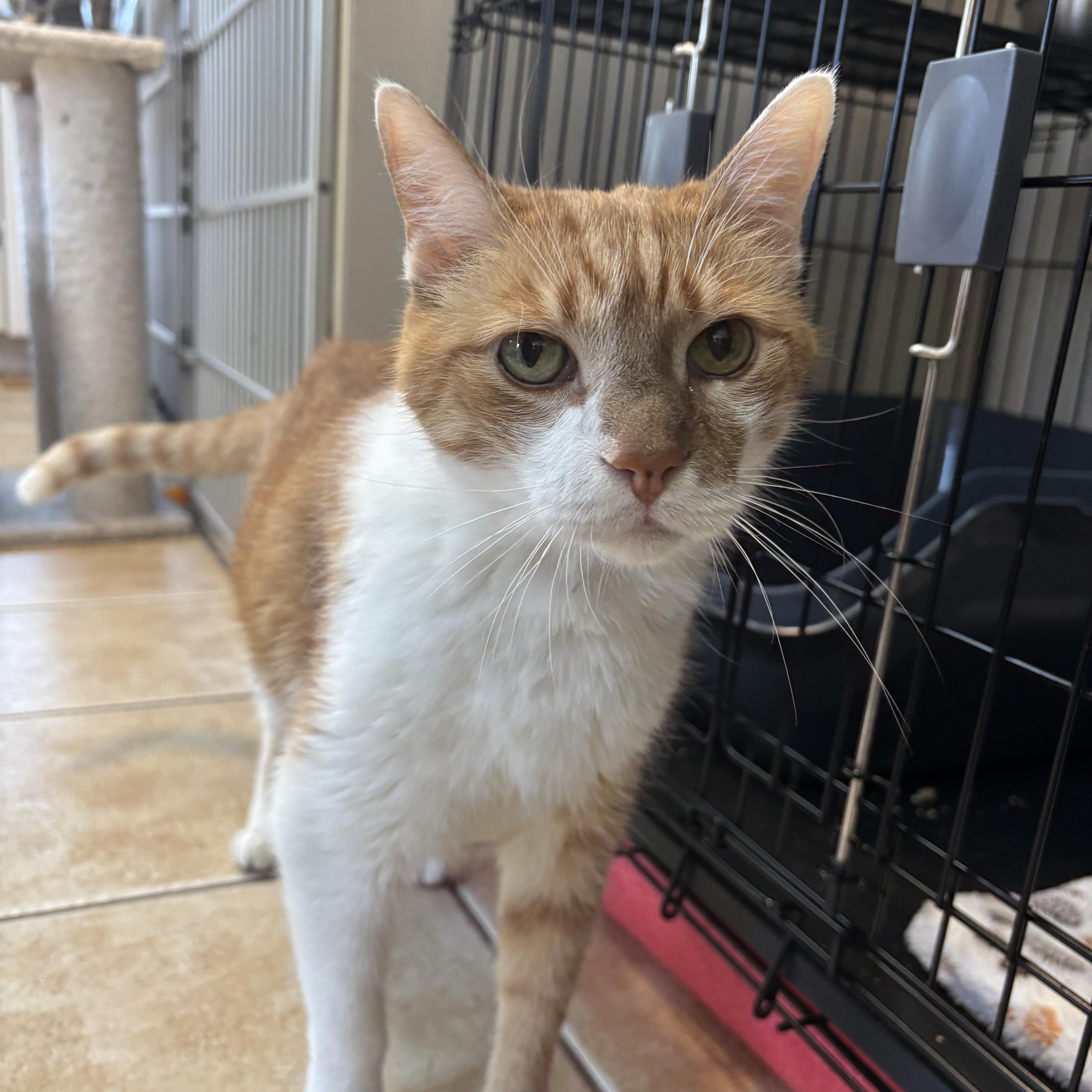 PEACHES -  ADOPTION PENDING, Senior Male unknown