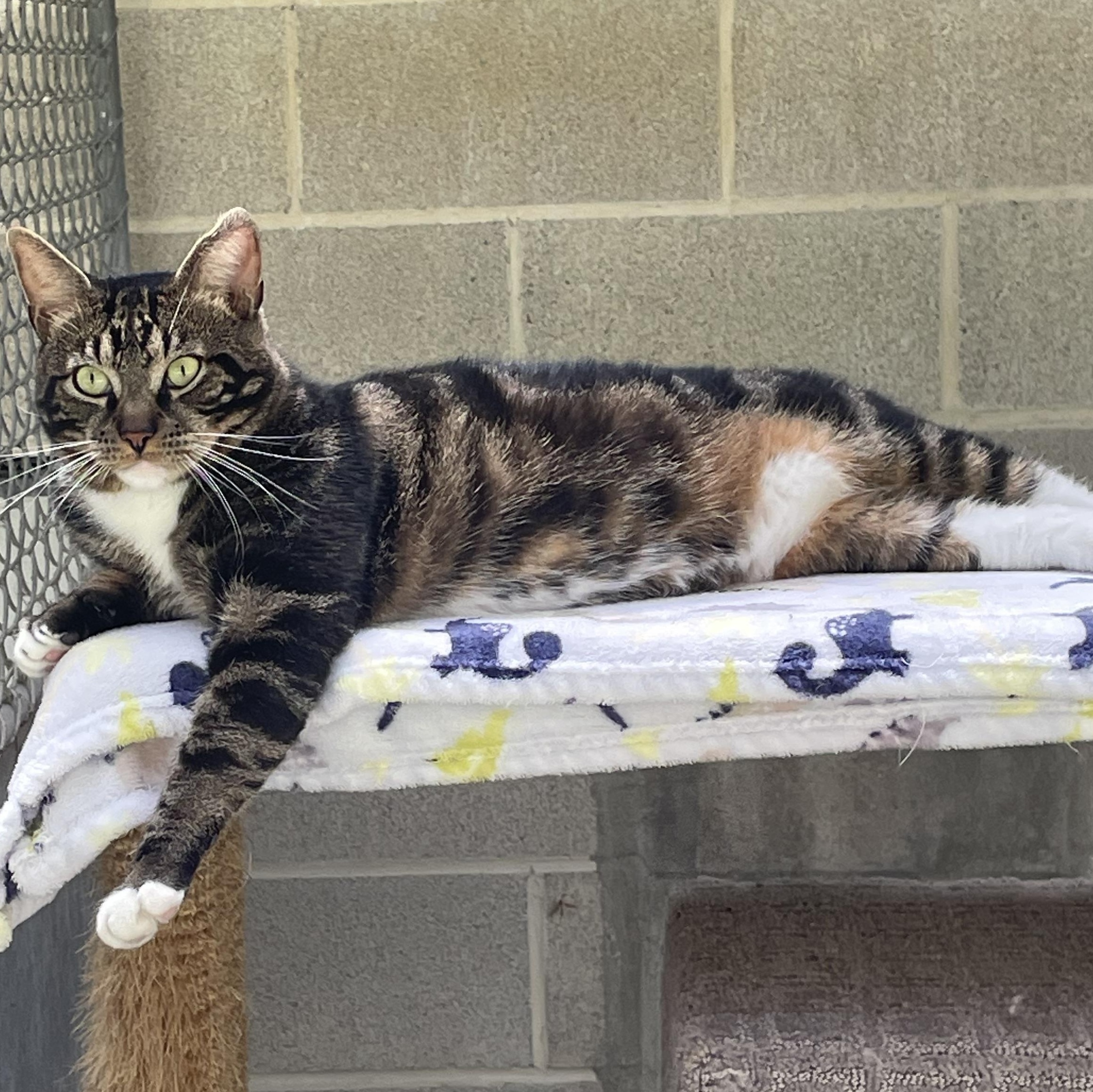 Nobi, adoptable, Young Male Tabby.