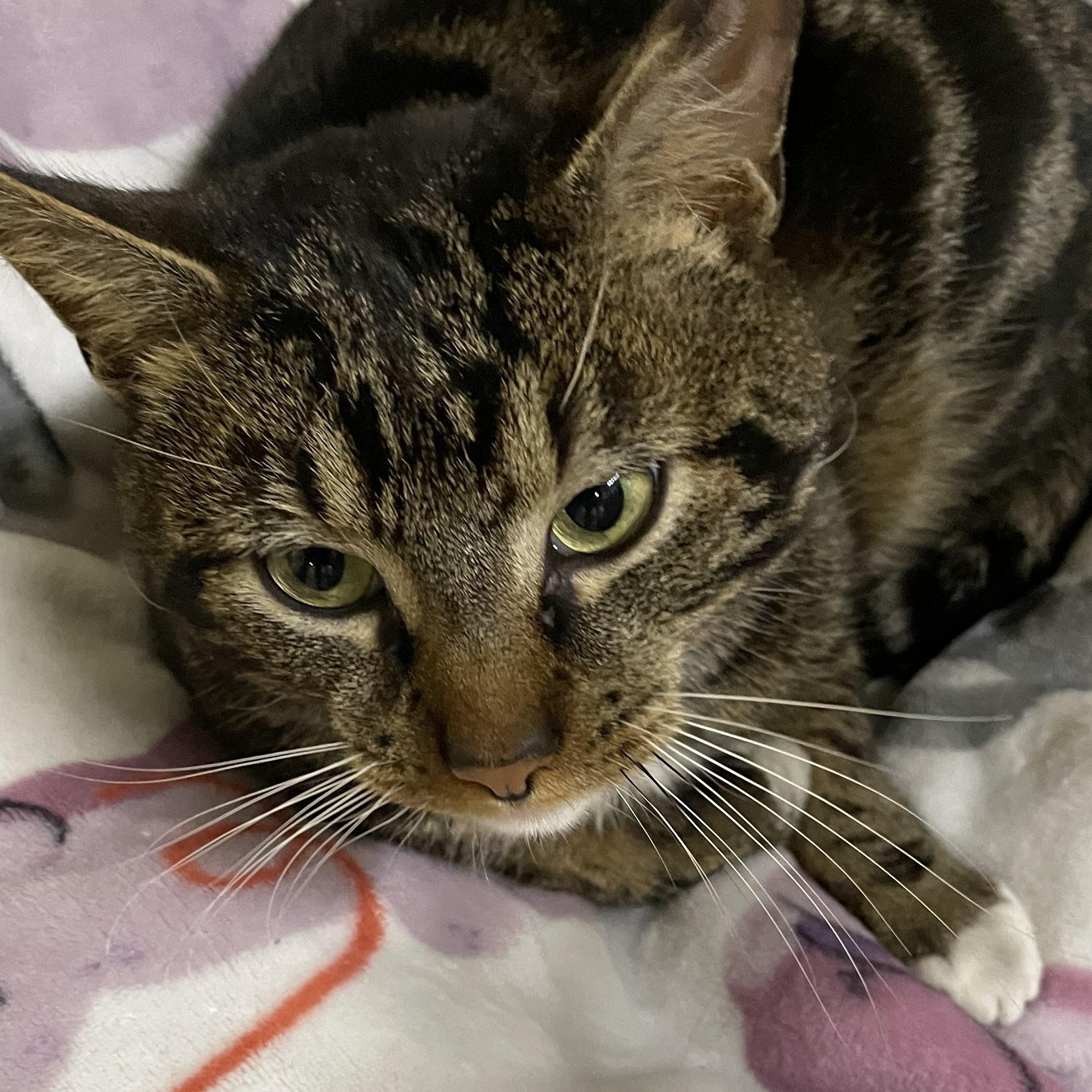 Enlarge Nobi, a ADOPTABLE Tabby in North Kingstown, RI image 3/3