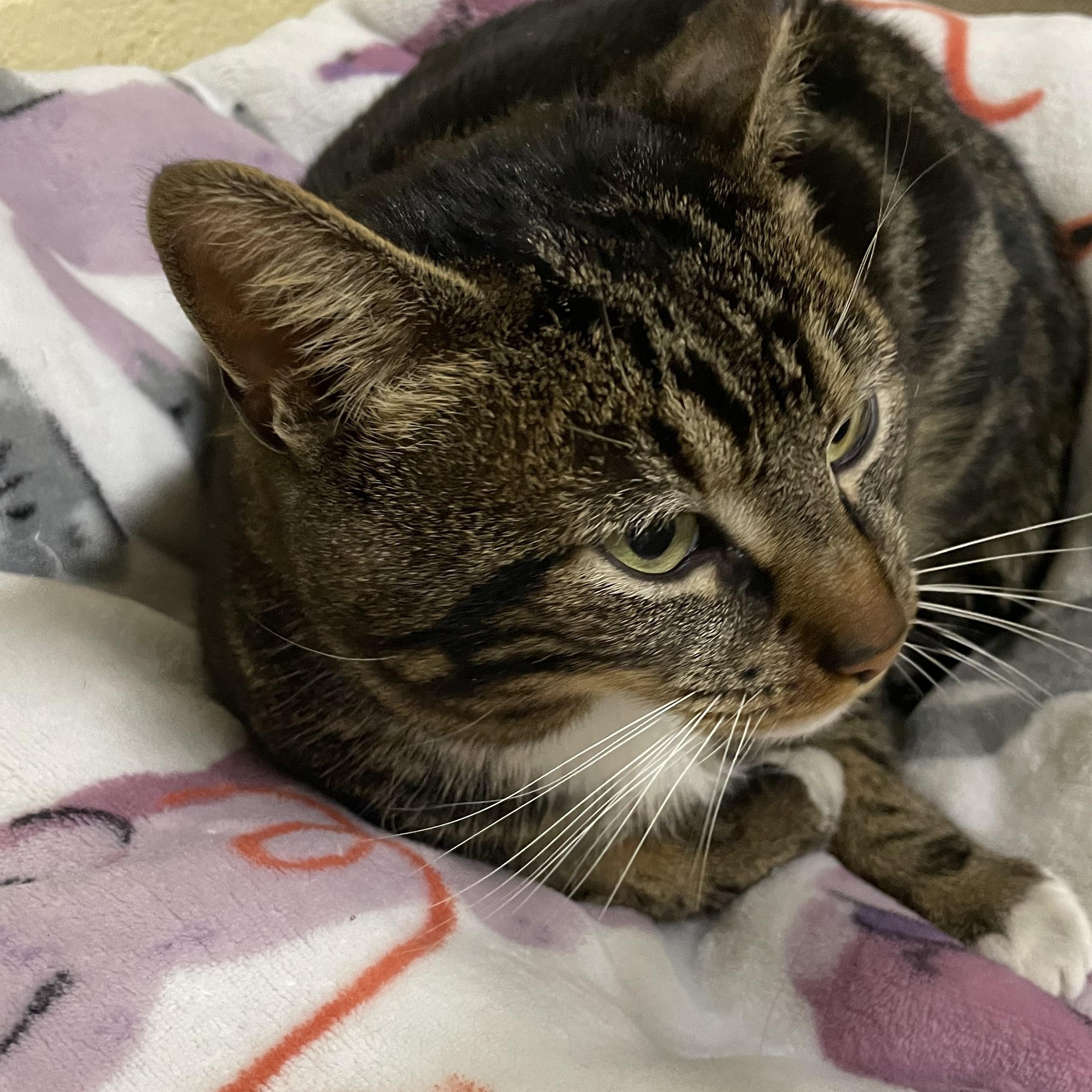 Enlarge Nobi, a ADOPTABLE Tabby in North Kingstown, RI image 1/3