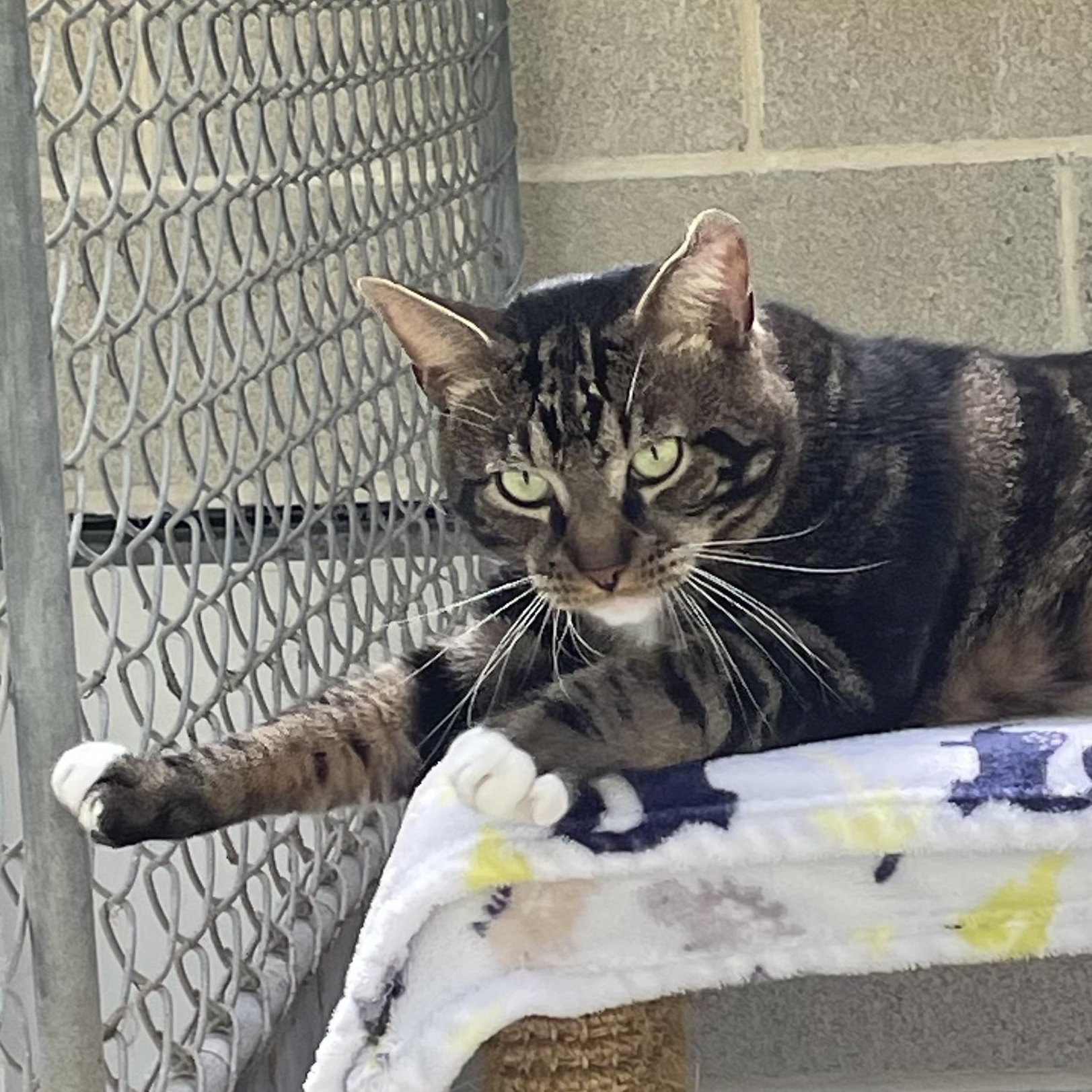 Nobi, an adoptable Tabby in North Kingstown, RI image 4/5