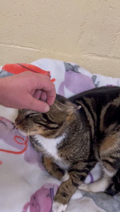 Enlarge Nobi, a ADOPTABLE Tabby in North Kingstown, RI video 2/3