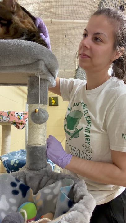 Enlarge Nobi, a ADOPTABLE Tabby in North Kingstown, RI video 2/4