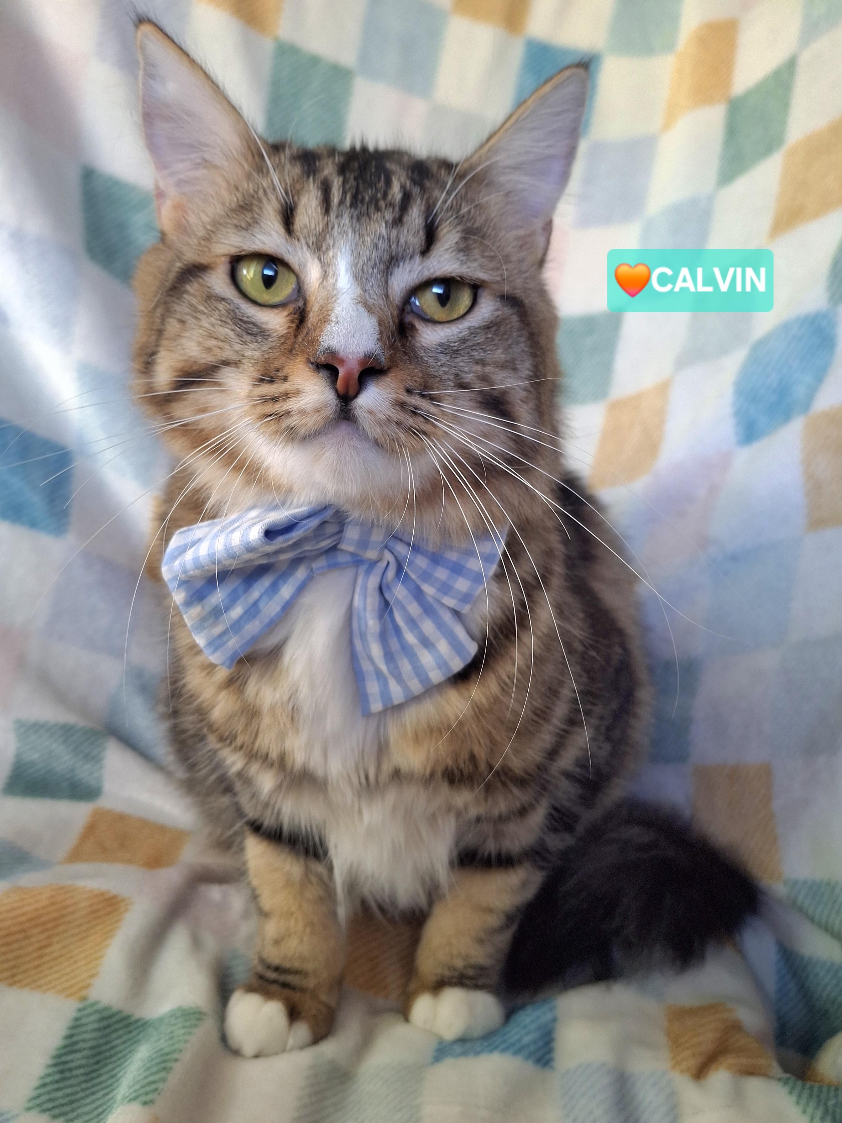 Enlarge CALVIN, a Adoptable mixed breed in Fullerton, CA image 2/6