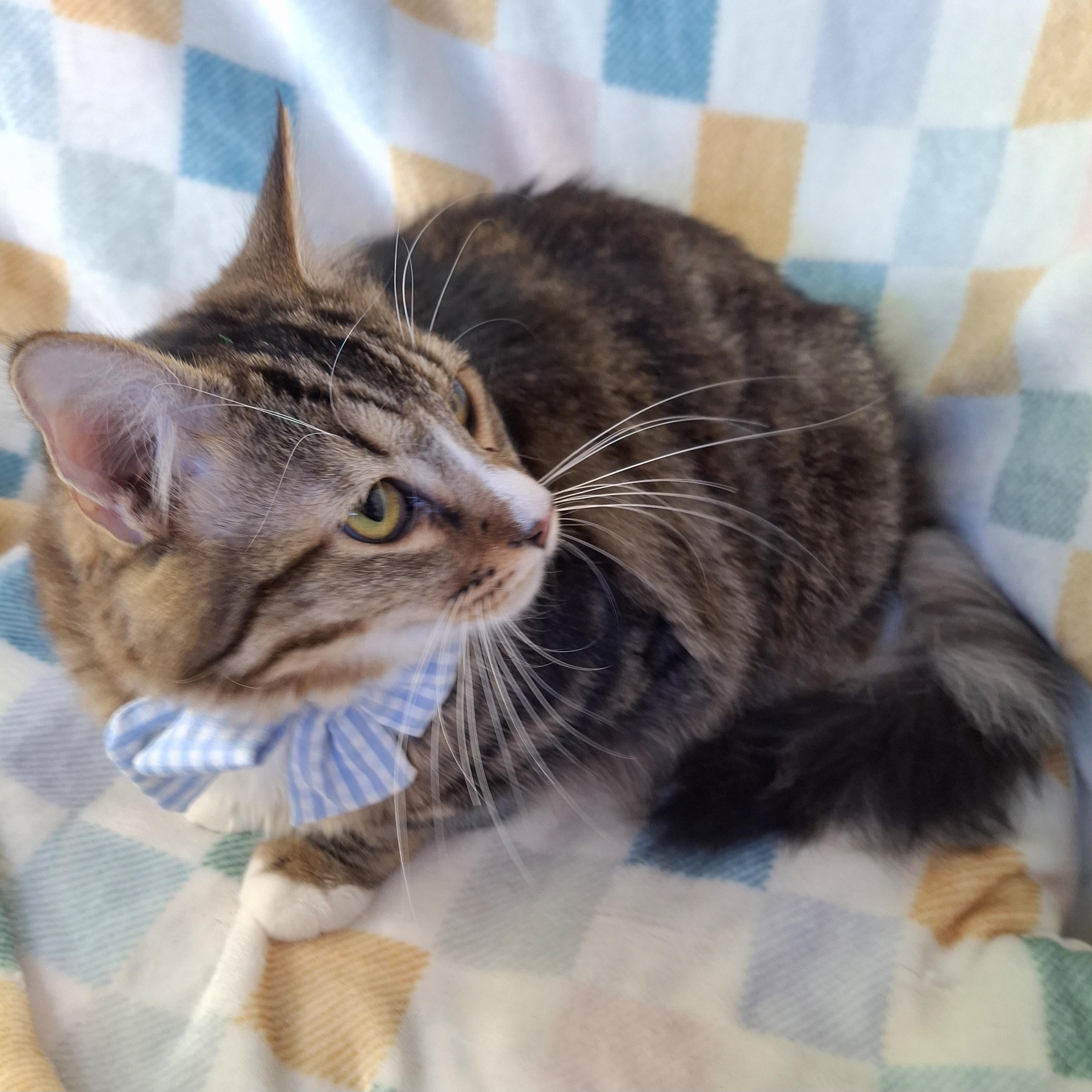 Enlarge CALVIN, a Adoptable mixed breed in Fullerton, CA image 5/6