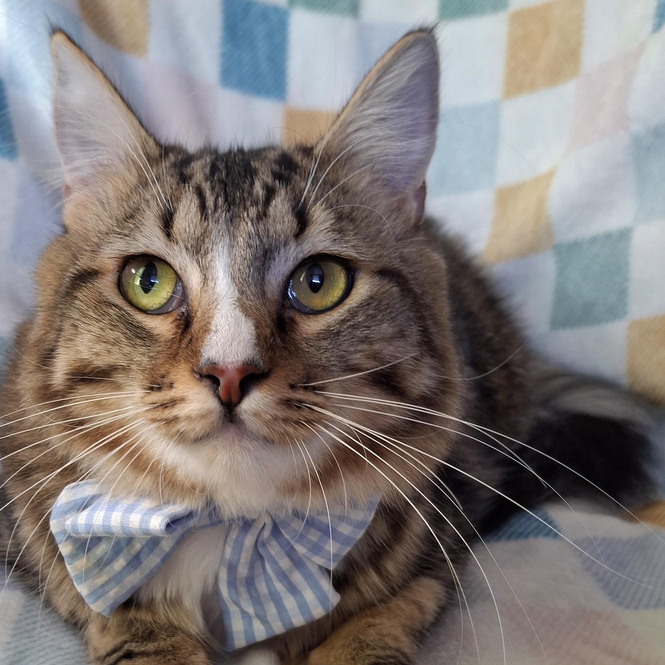 Enlarge CALVIN, a Adoptable mixed breed in Fullerton, CA image 4/6