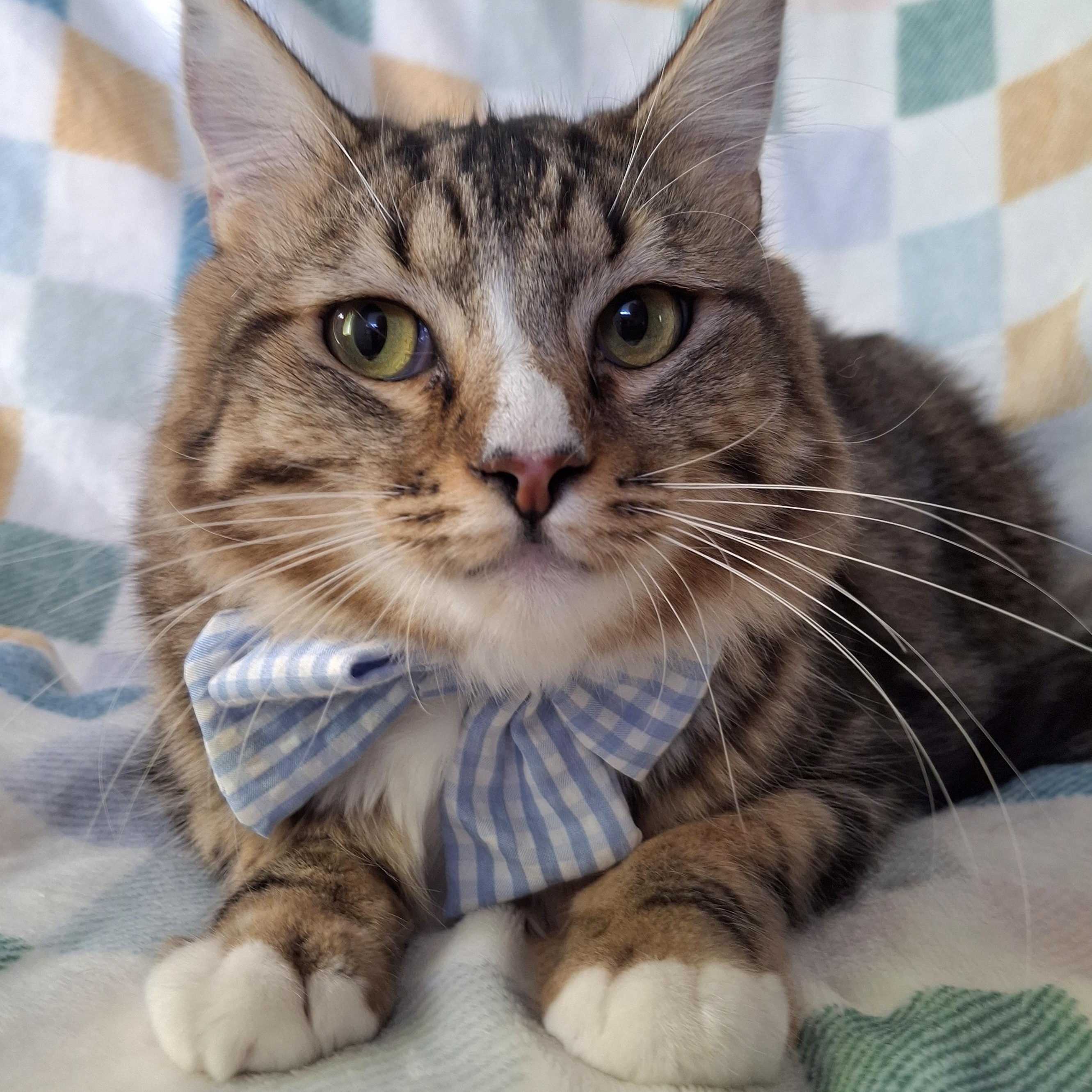 Enlarge CALVIN, a Adoptable mixed breed in Fullerton, CA image 3/6