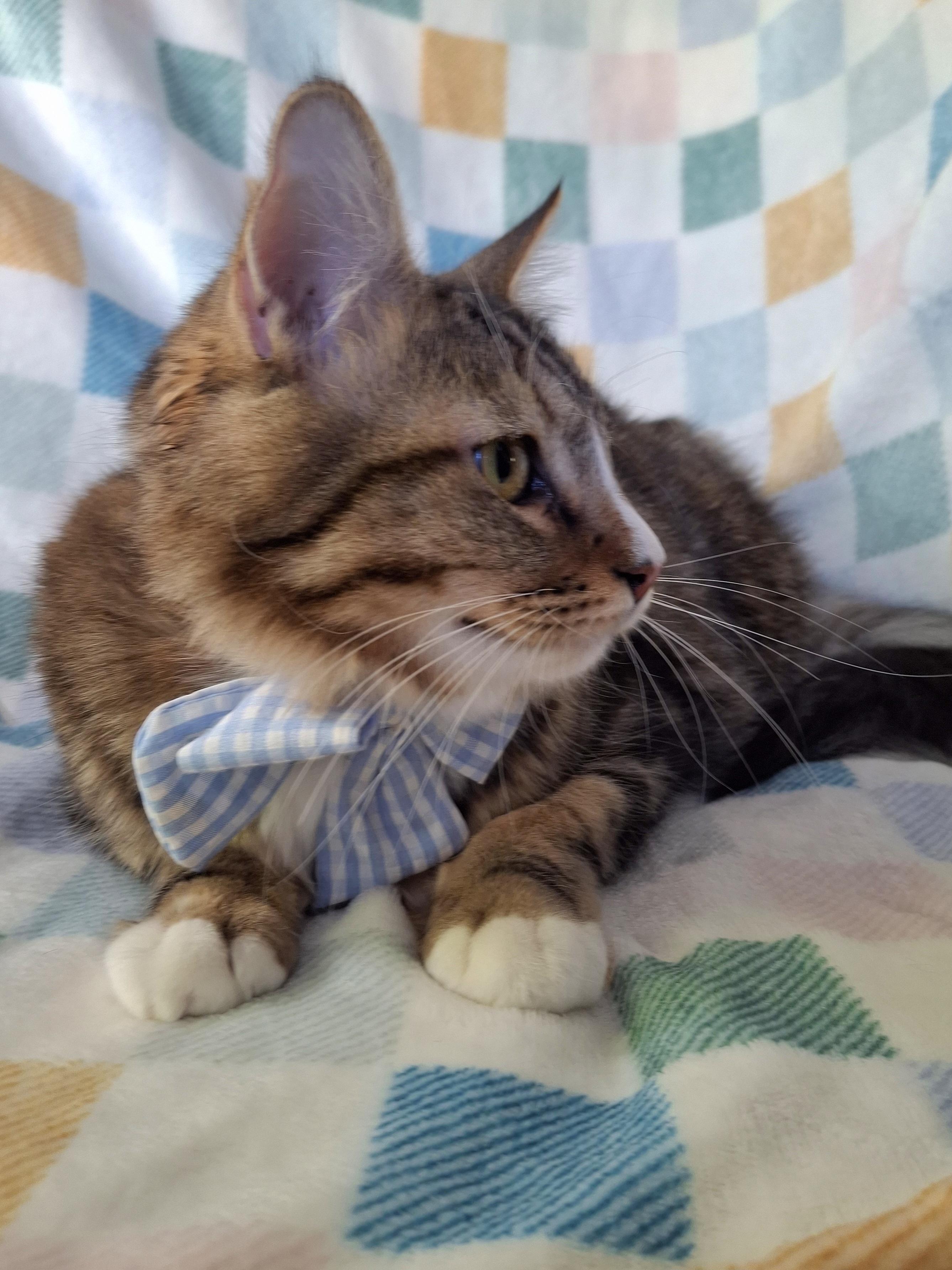 Enlarge CALVIN, a Adoptable mixed breed in Fullerton, CA image 6/6