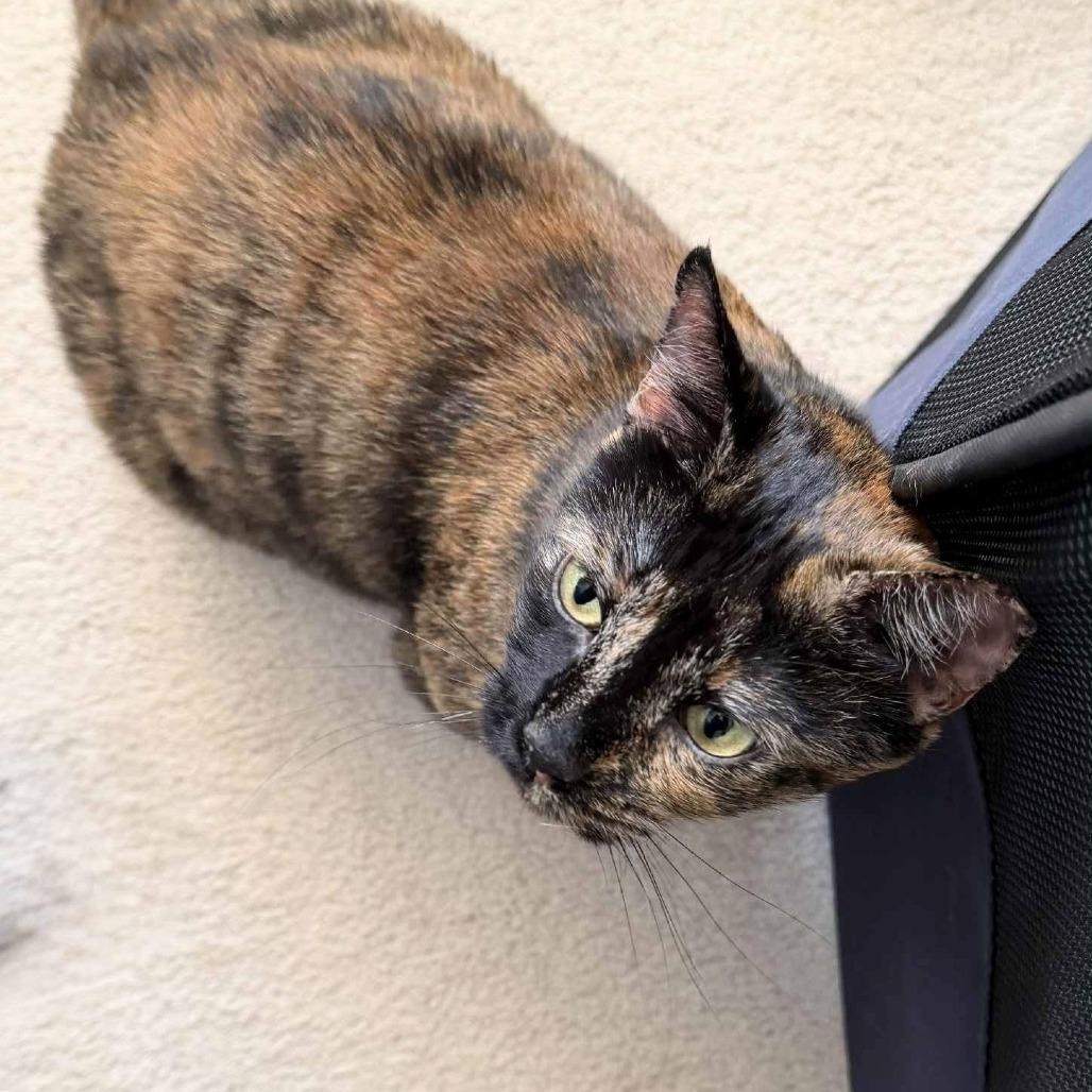 Samantha — thumbnail 5