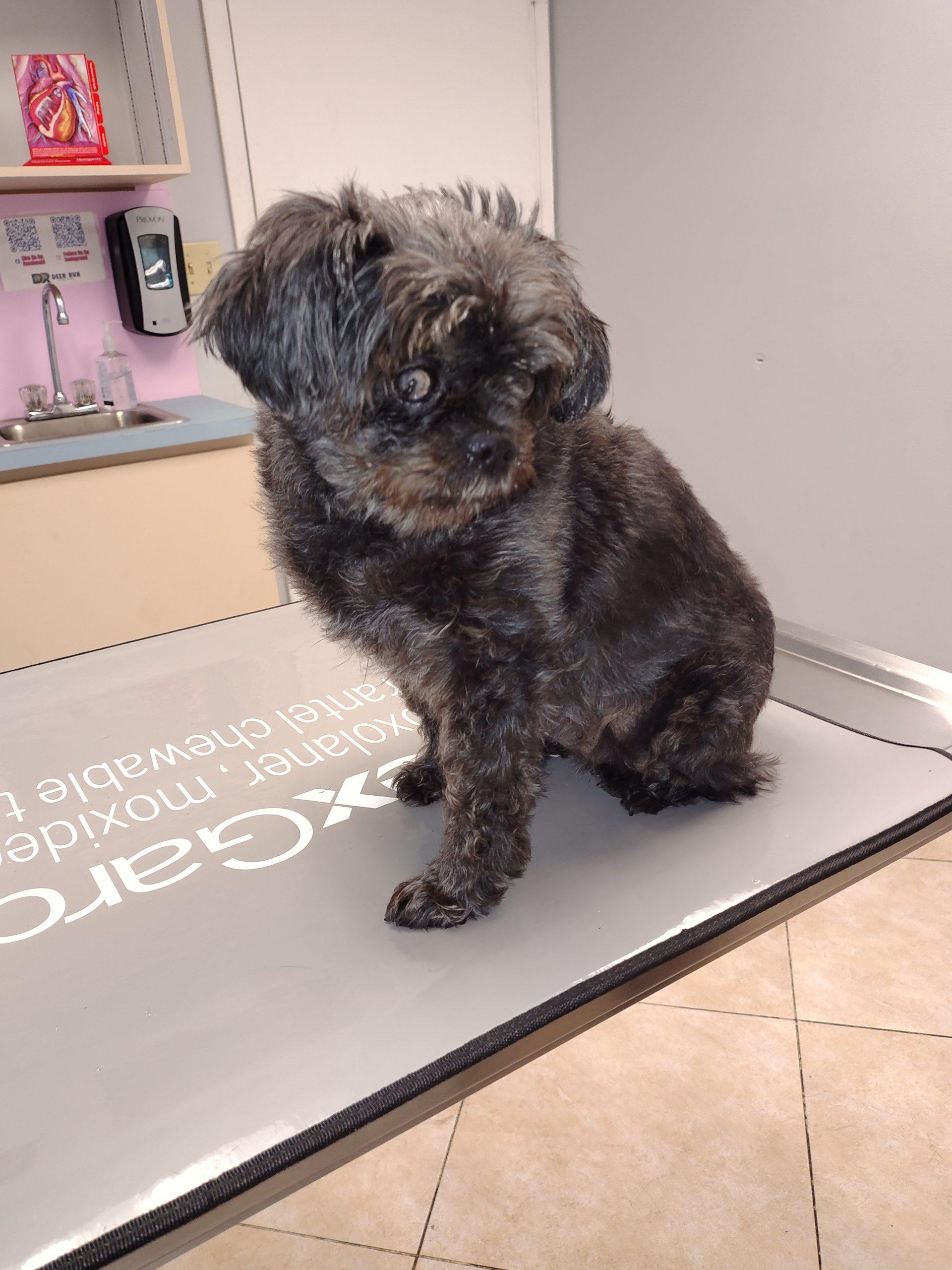 Bubbles, Adoptable, Adult Female Affenpinscher.