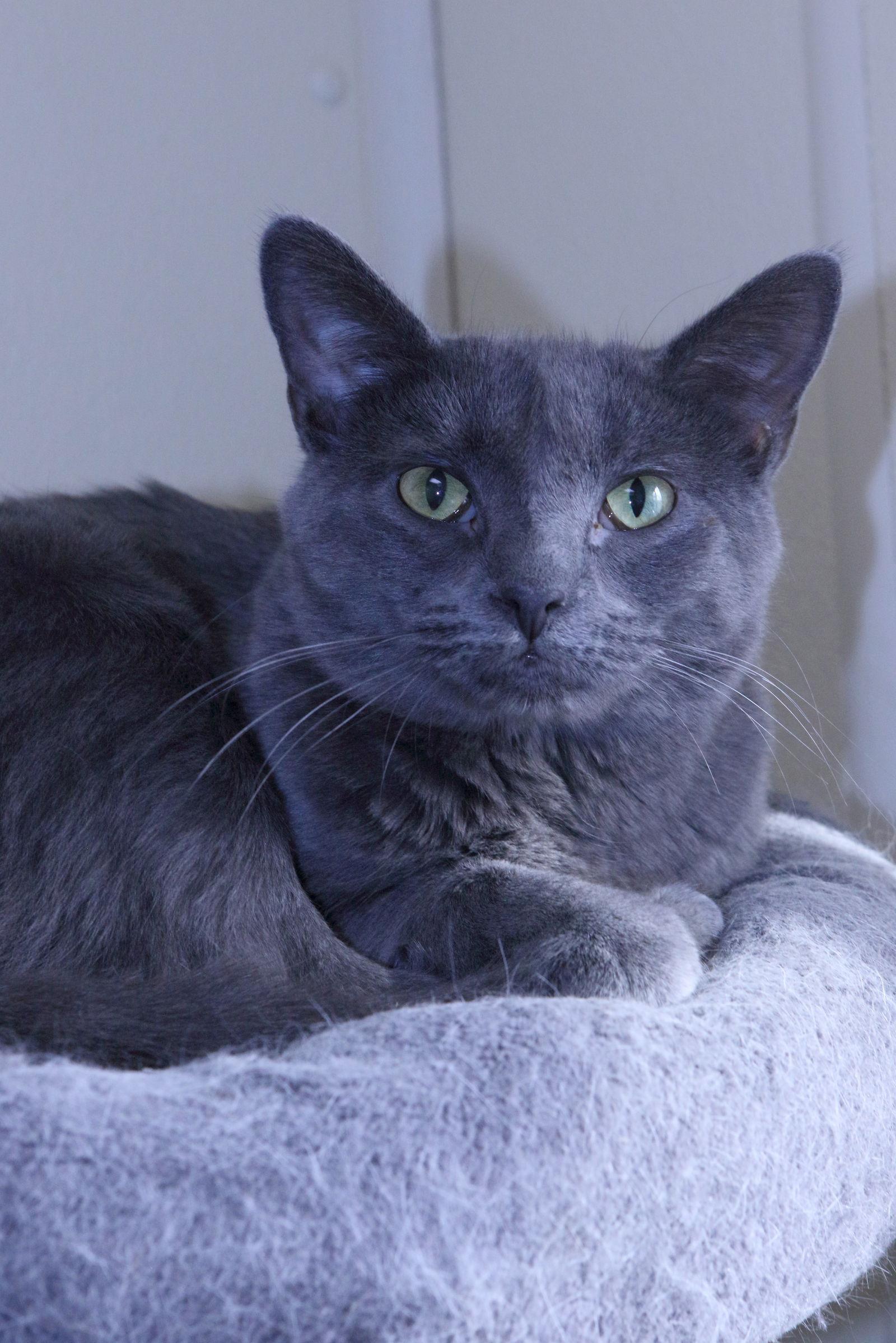 Hayden, a Adoptable Domestic Short Hair in Austin, MN image 2/3
